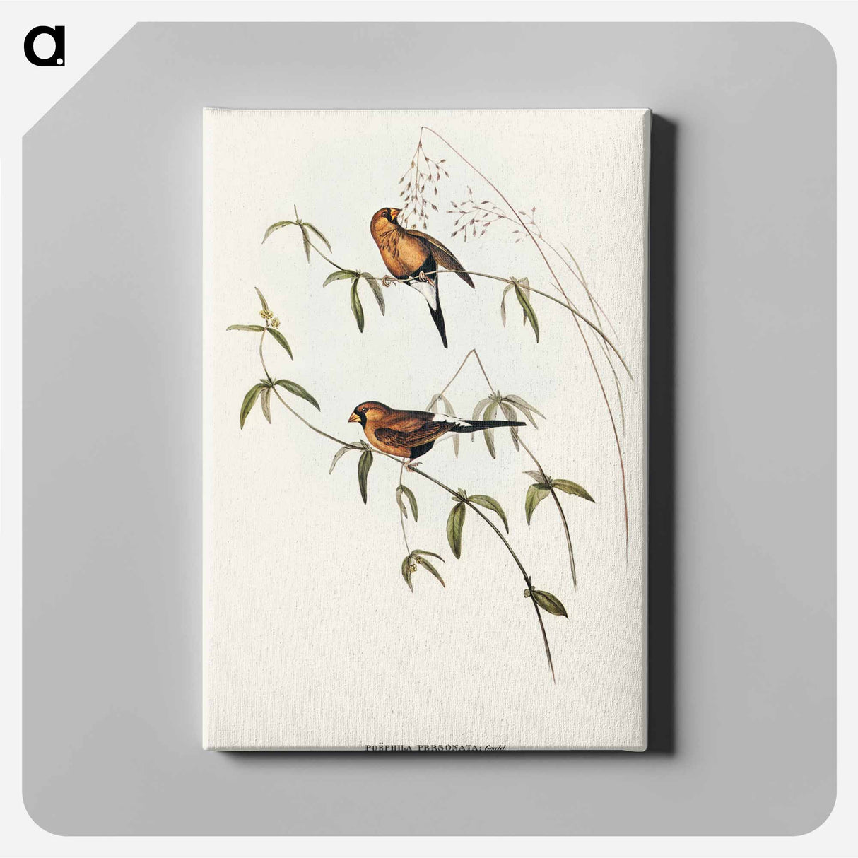 Masked Grass Finch
- オーストラリアの鳥 Canvas.