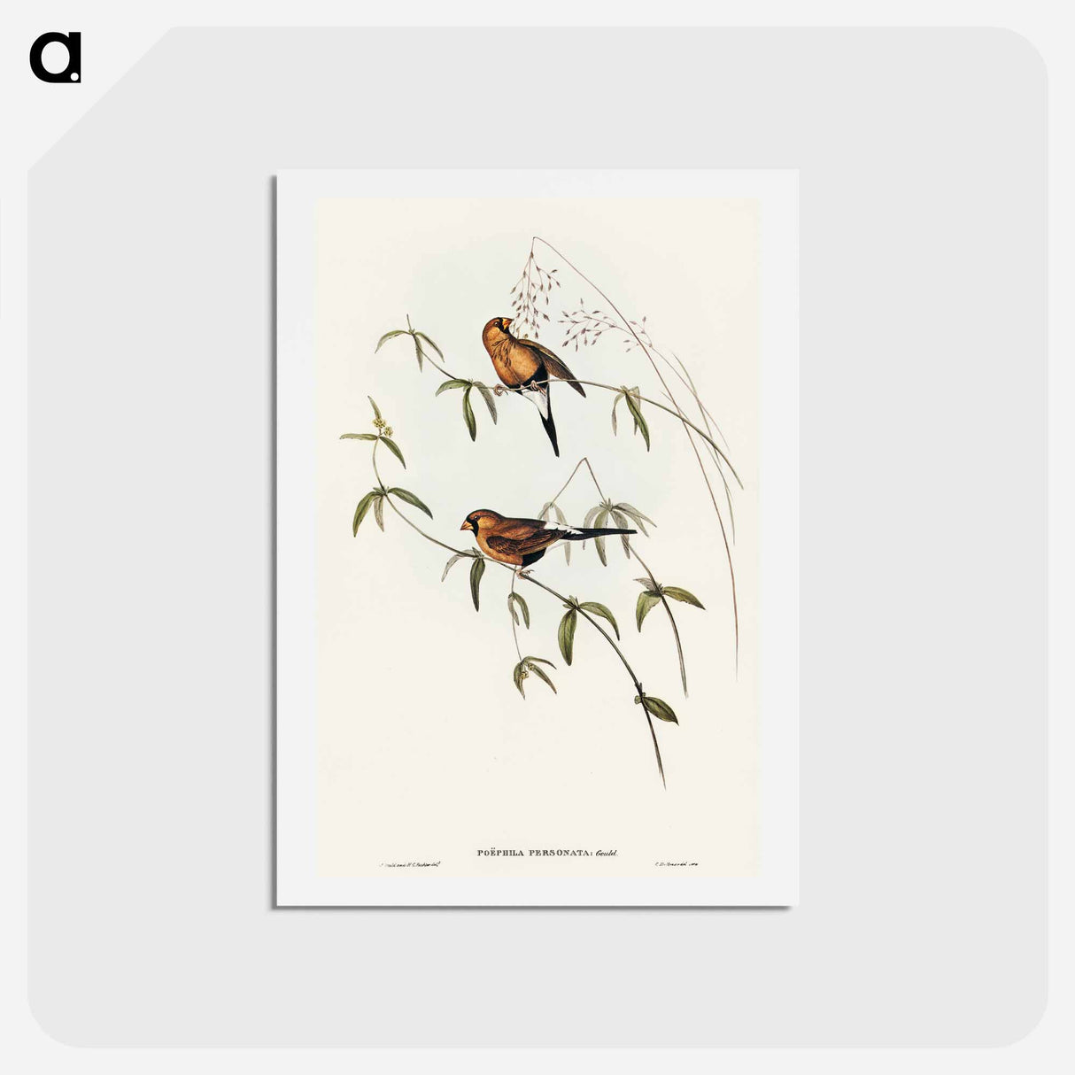アートポストカード-Masked Grass Finch
- オーストラリアの鳥 Postcard.