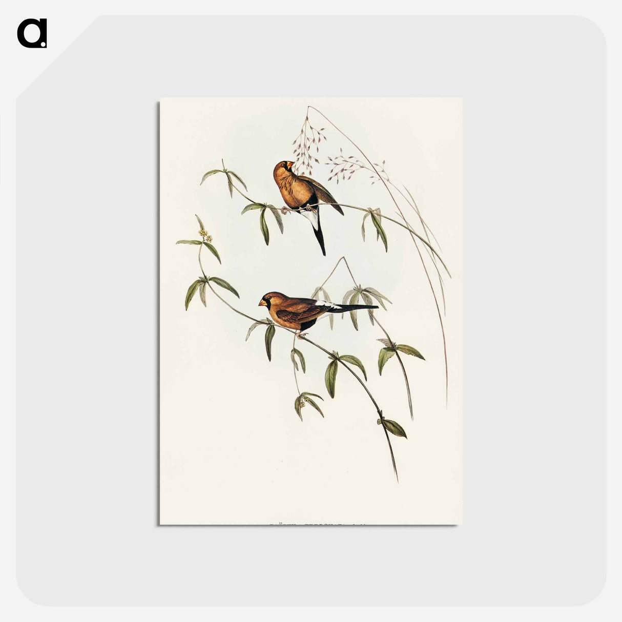 アートポストカード-Masked Grass Finch
- オーストラリアの鳥 Postcard.