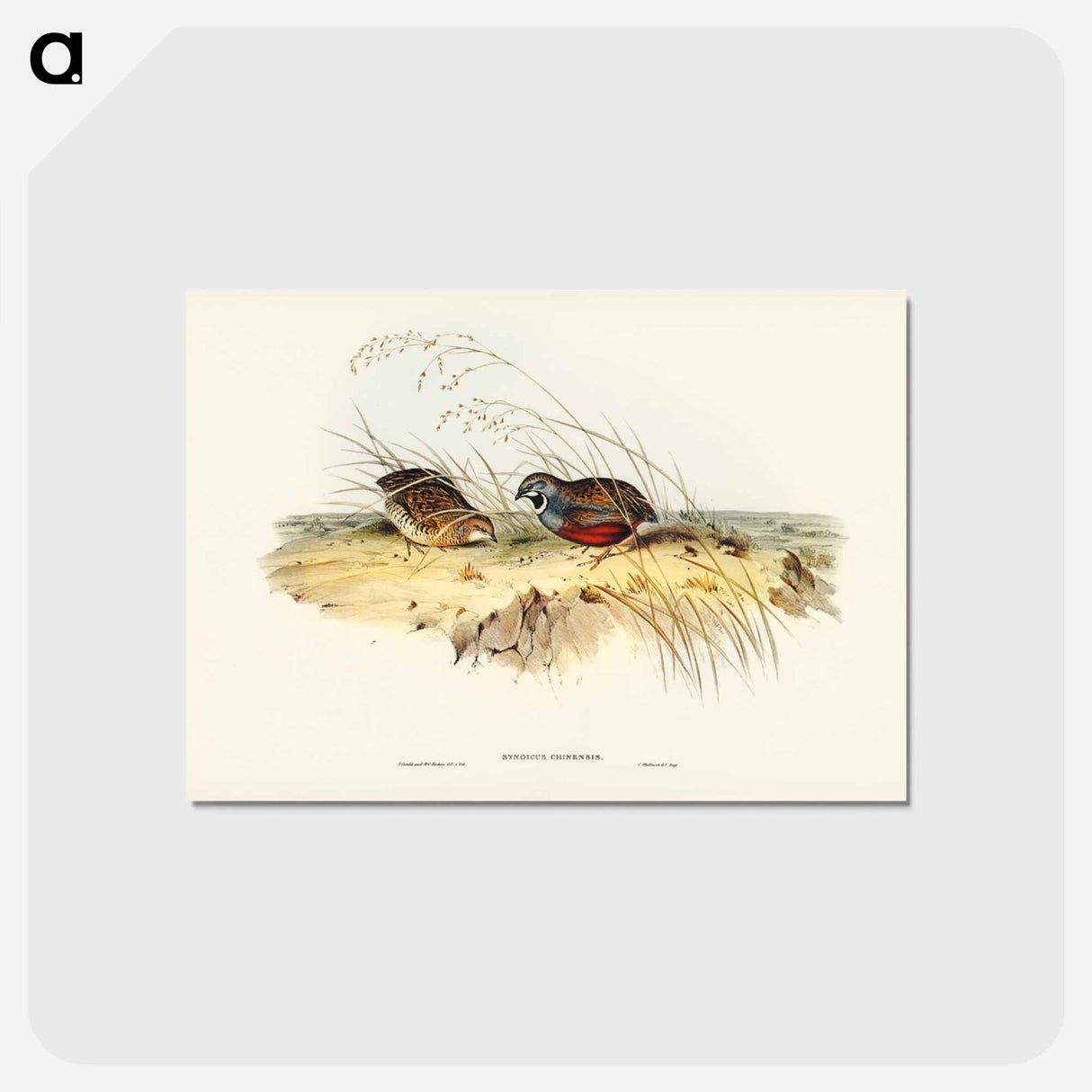 アートポストカード-Chinese Quail
- ジョン グールド Postcard.