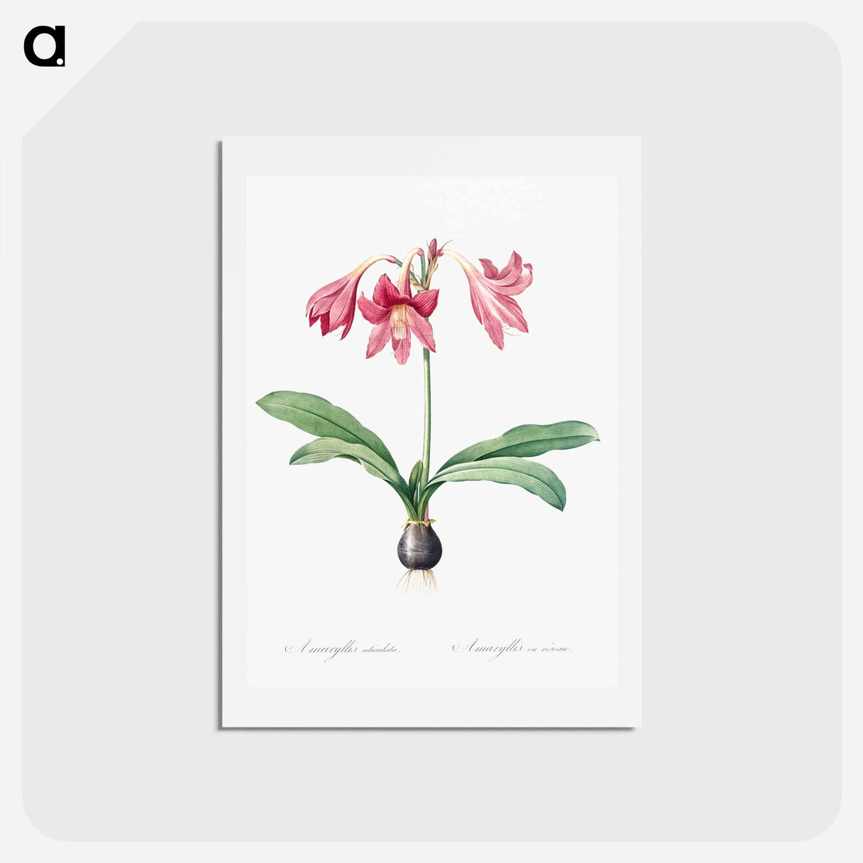 アートポストカード-Netted-veined amaryllis illustration - ピエール ジョゼフ ルドゥーテ Postcard.