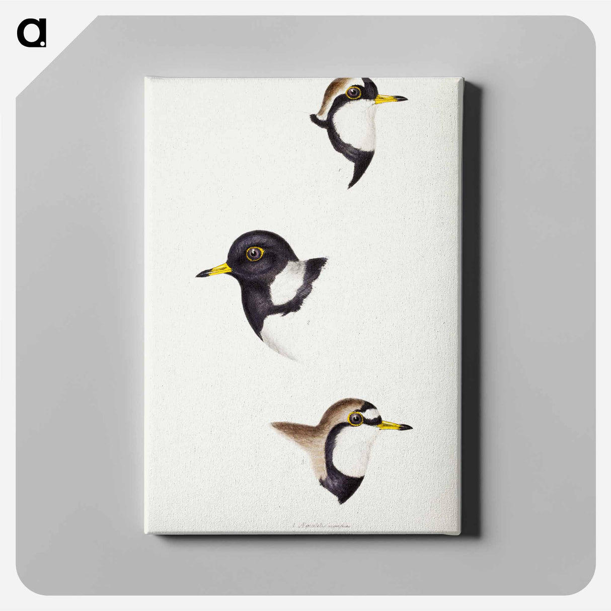 アートパネル-Australian Plovers
- ジョン グールド Canvas.