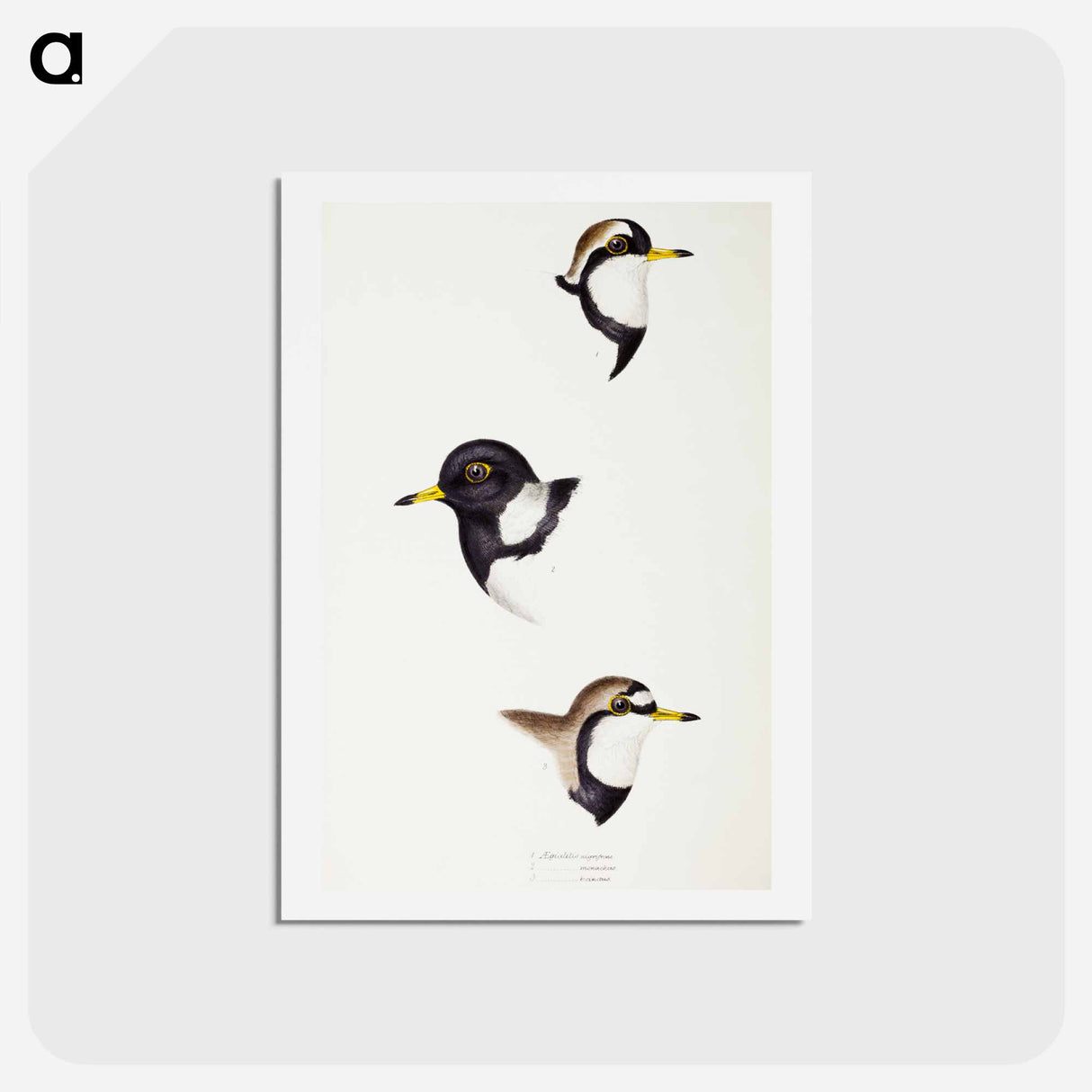 アートポストカード-Australian Plovers
- ジョン グールド Postcard.