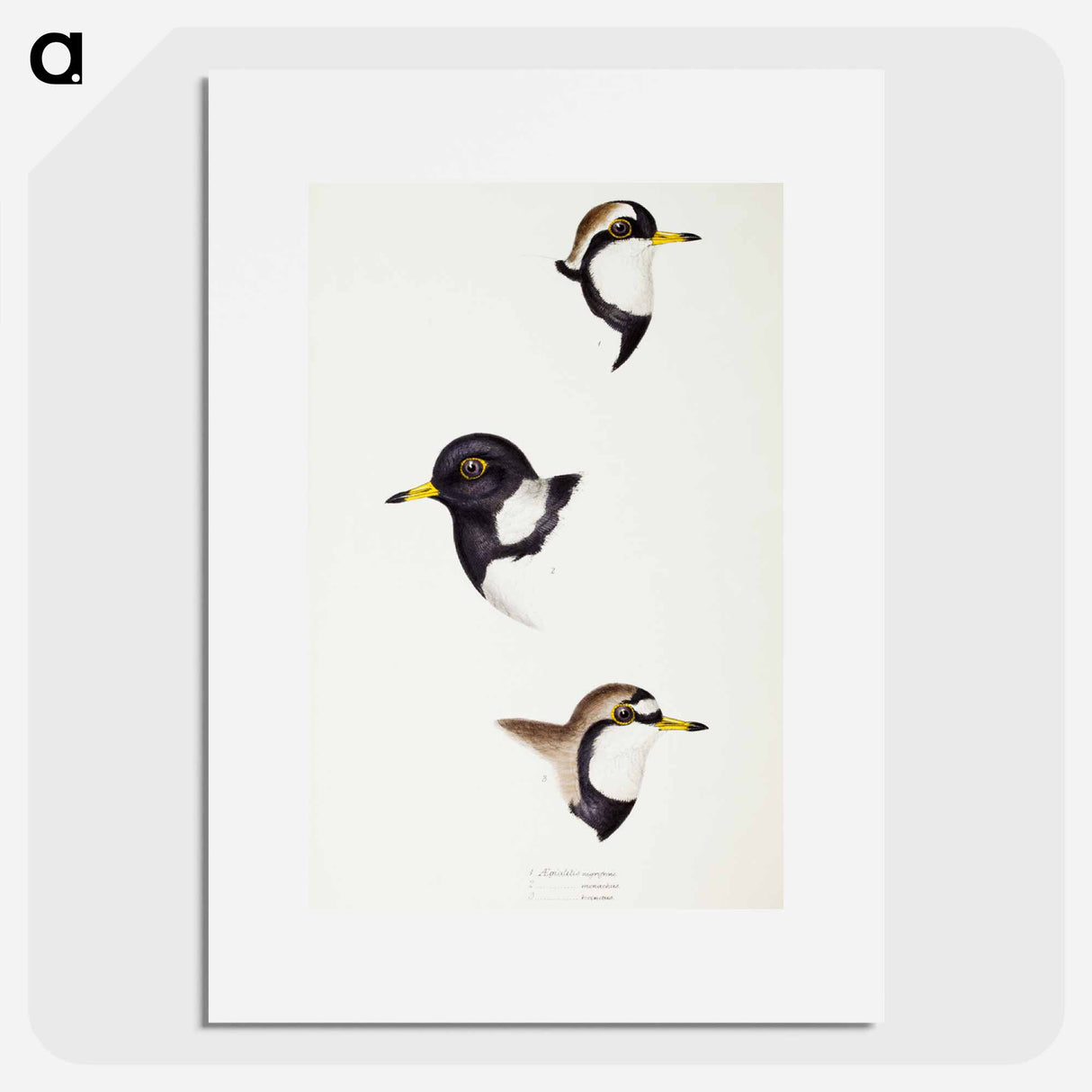 アートポスター-Australian Plovers
- ジョン グールド Poster.