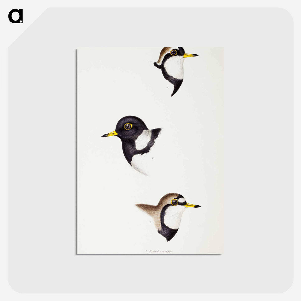 アートポストカード-Australian Plovers
- ジョン グールド Postcard.