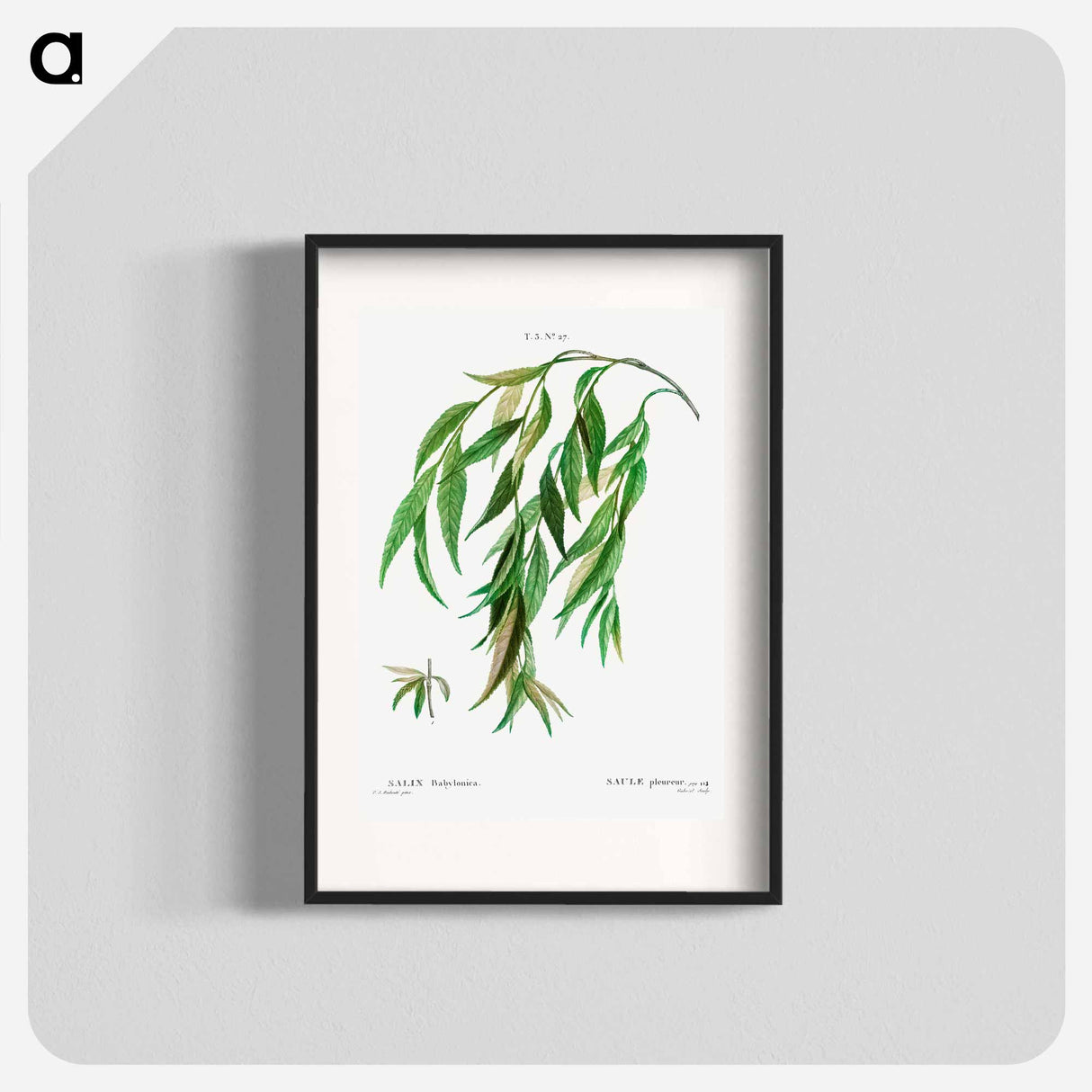 Weeping willow - Pierre Joseph Redouté Poster.
