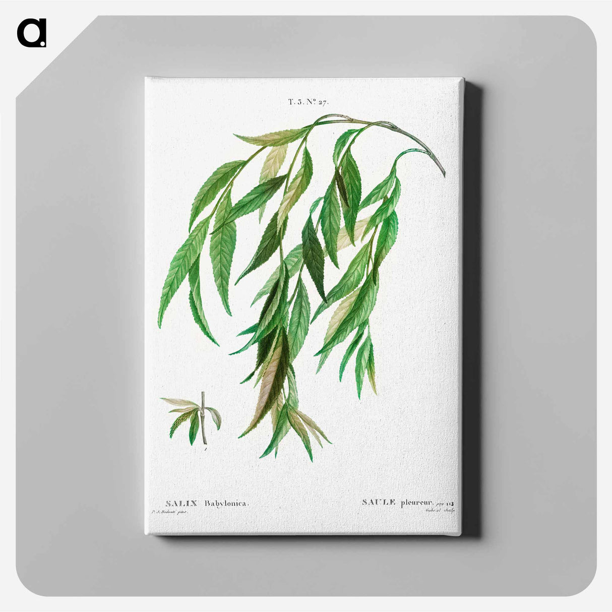 Weeping willow - Pierre-Joseph Redouté Canvas.