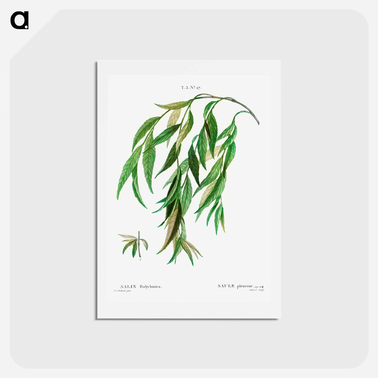 アートポストカード-Weeping willow - ピエール ジョゼフ ルドゥーテ Postcard.