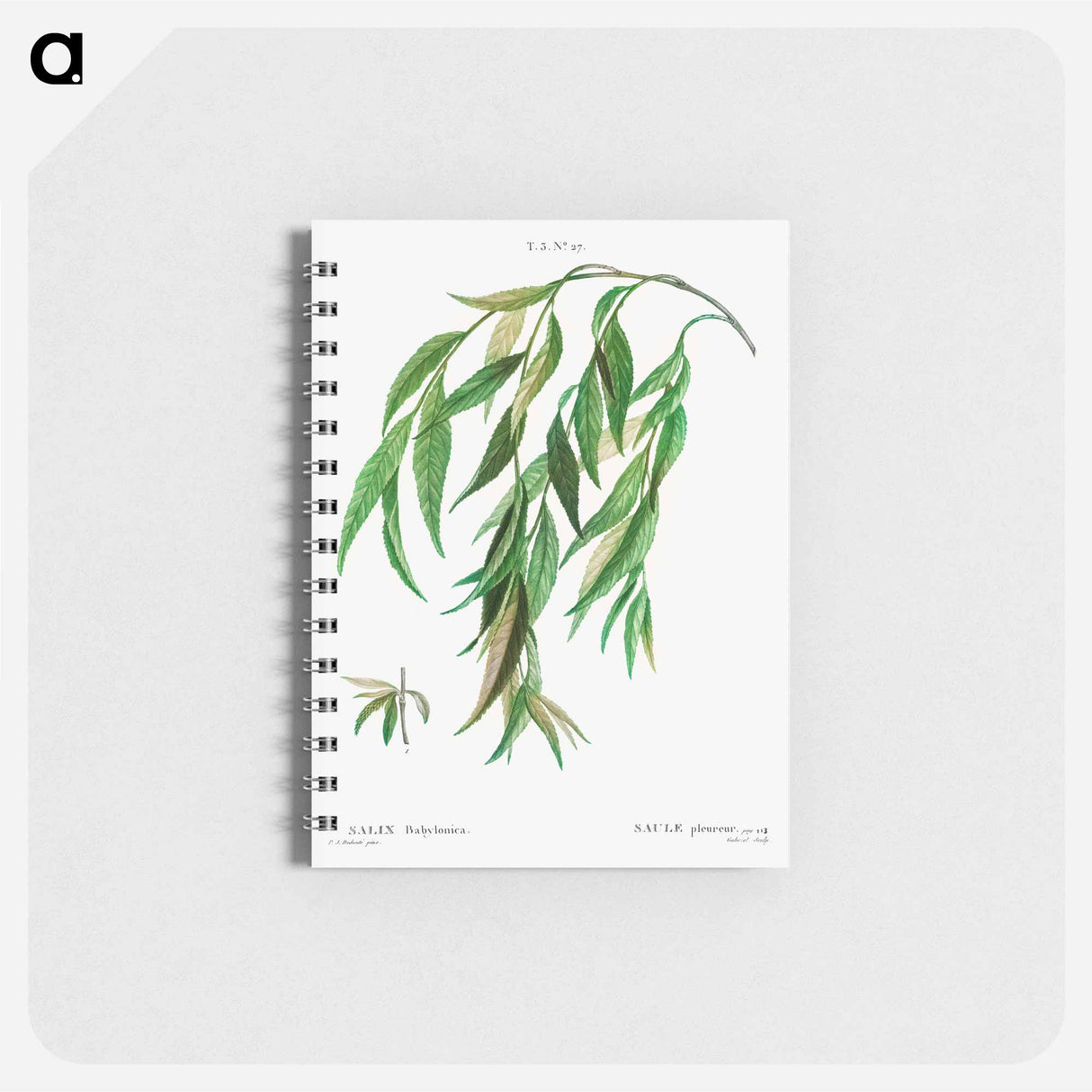 アートメモ帳-Weeping willow - ピエール ジョゼフ ルドゥーテ Memo.