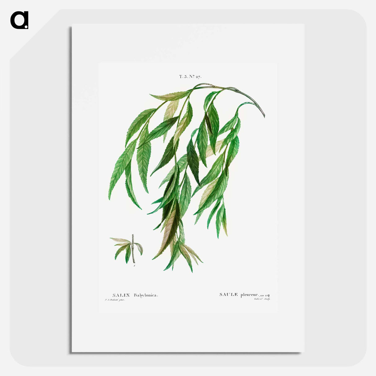 Weeping willow - Pierre Joseph Redouté Poster.
