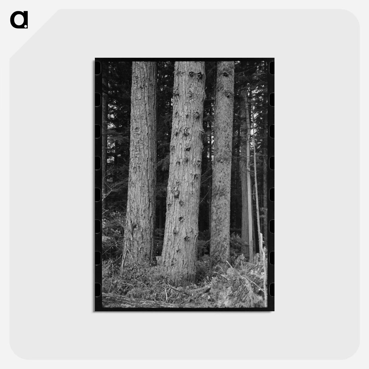 アートポストカード-Trees on Long Bell Lumber Holdings
- ラッセル リー Postcard.