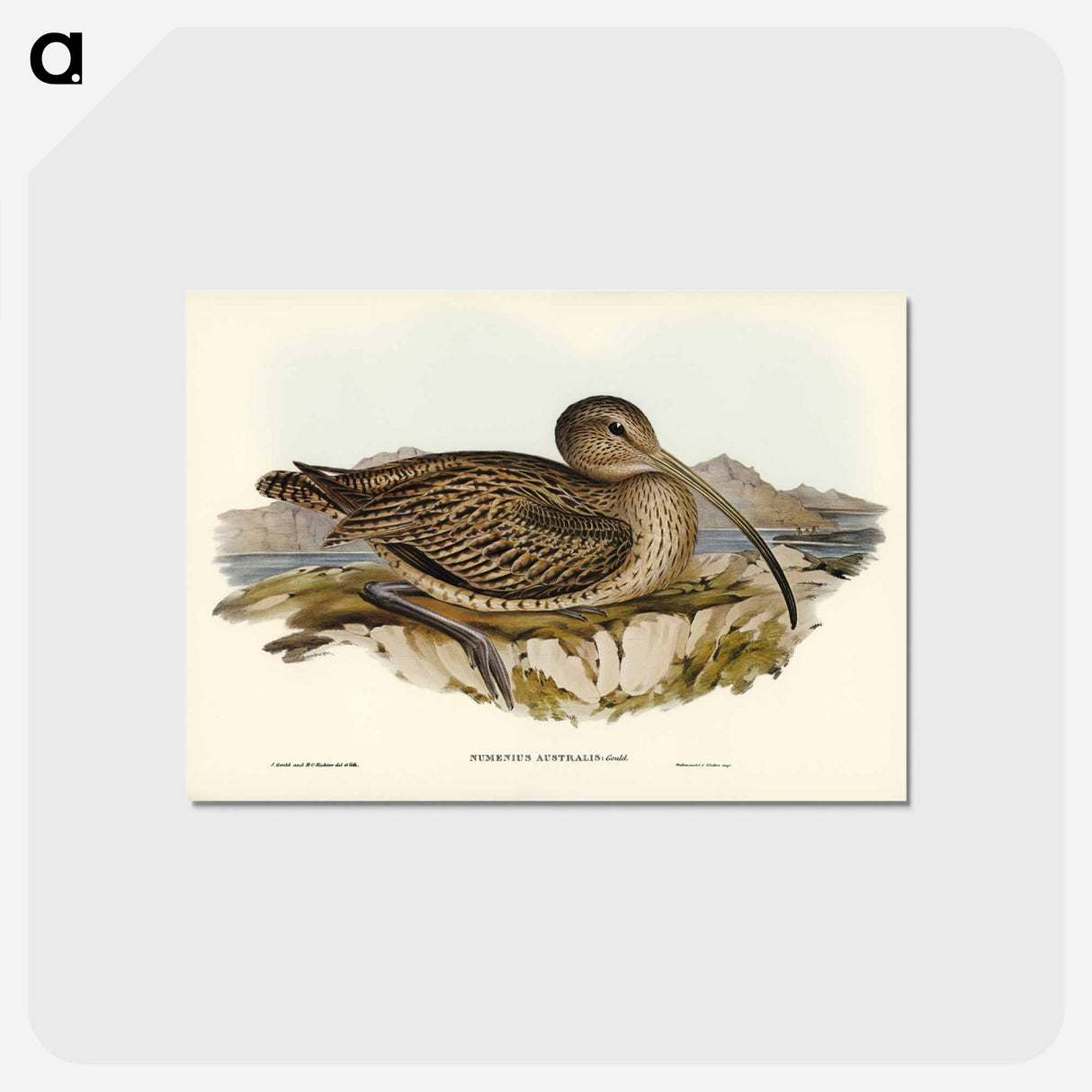 アートポストカード-Australian Curlew
- オーストラリアの鳥 Postcard.