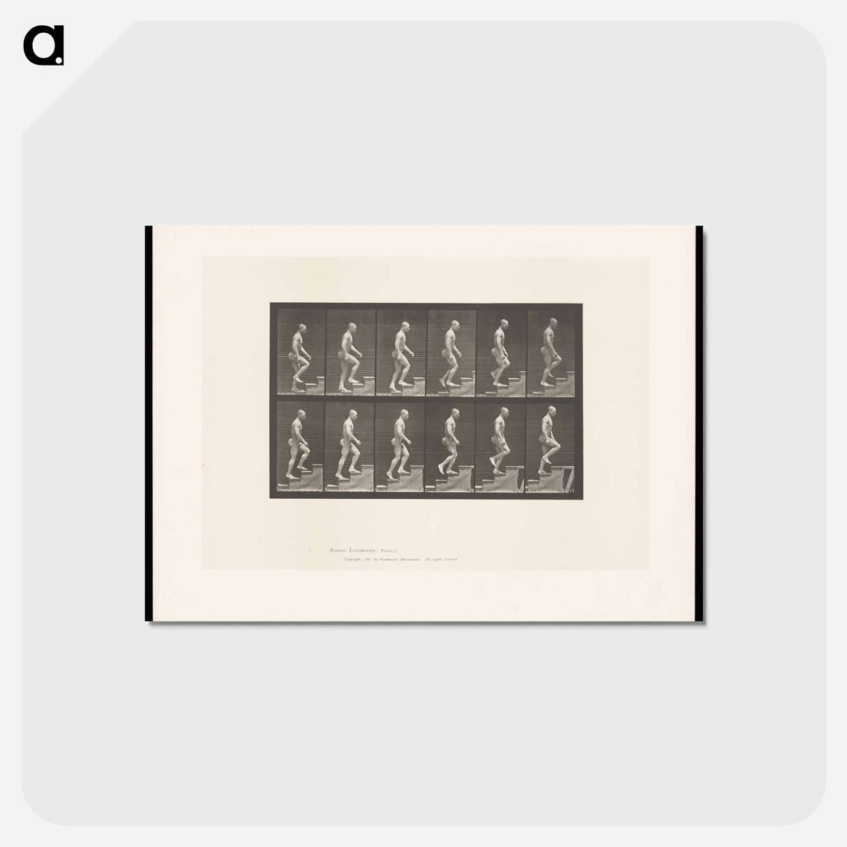 アートポストカード-Man Ascending Stairs
- エドワード マイブリッジ Postcard.