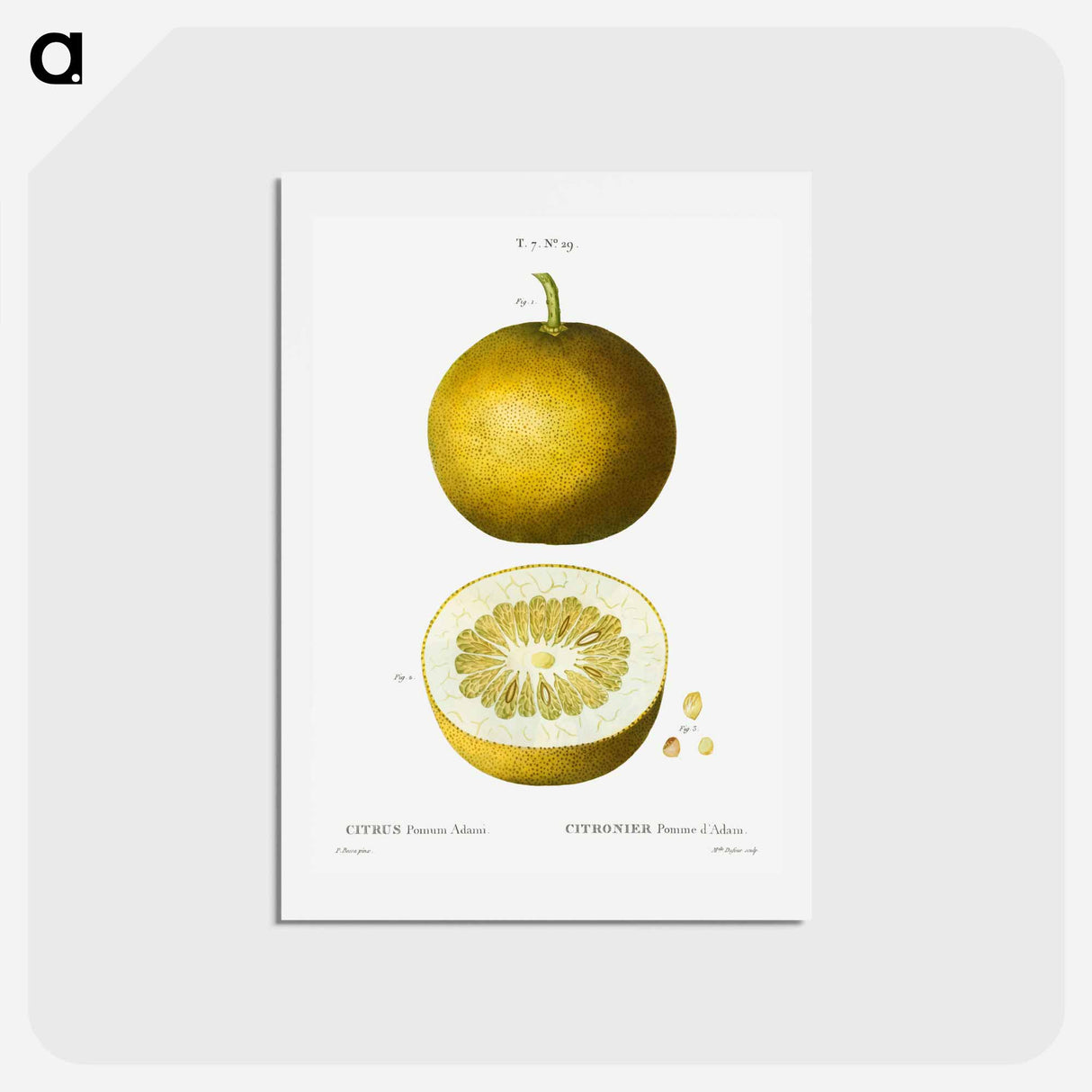 アートポストカード-Citrus, Adam's apple, Pomum Adami - ピエール ジョゼフ ルドゥーテ Postcard.