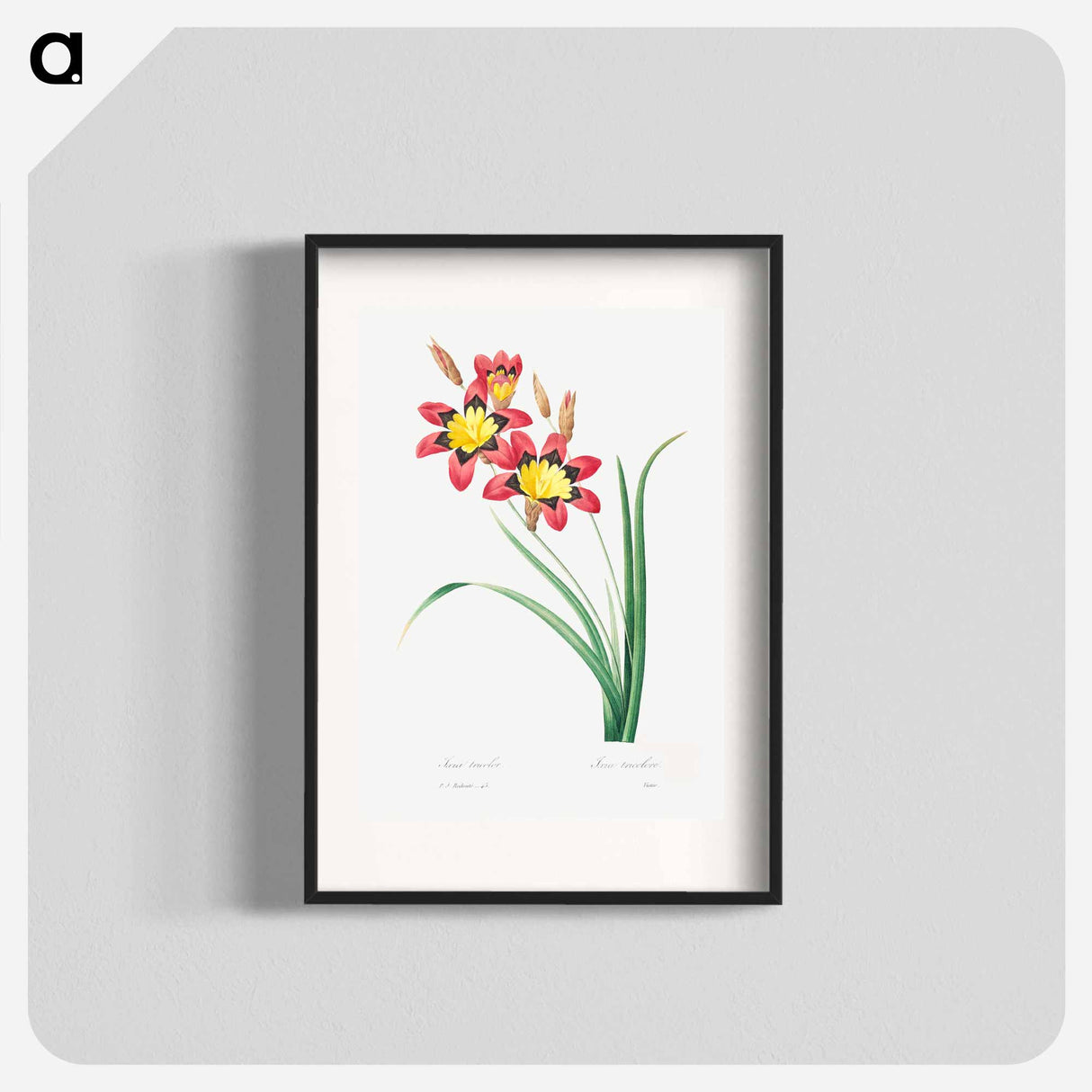 Harlequin - ピエール ジョゼフ ルドゥーテ Poster.