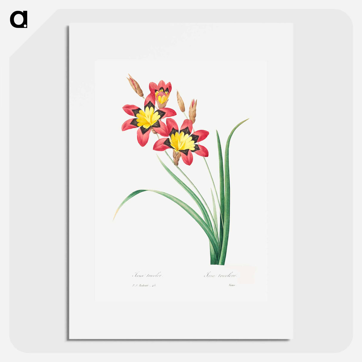 Harlequin - ピエール ジョゼフ ルドゥーテ Poster.