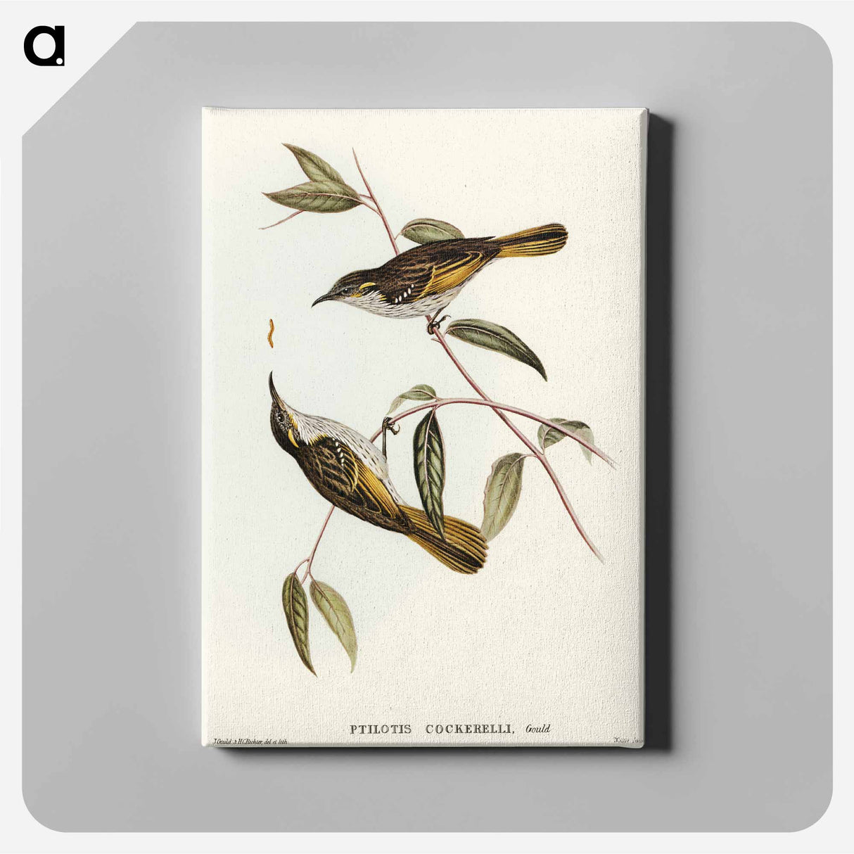アートパネル-Cockerell's Honey-eater
- オーストラリアの鳥 Canvas.