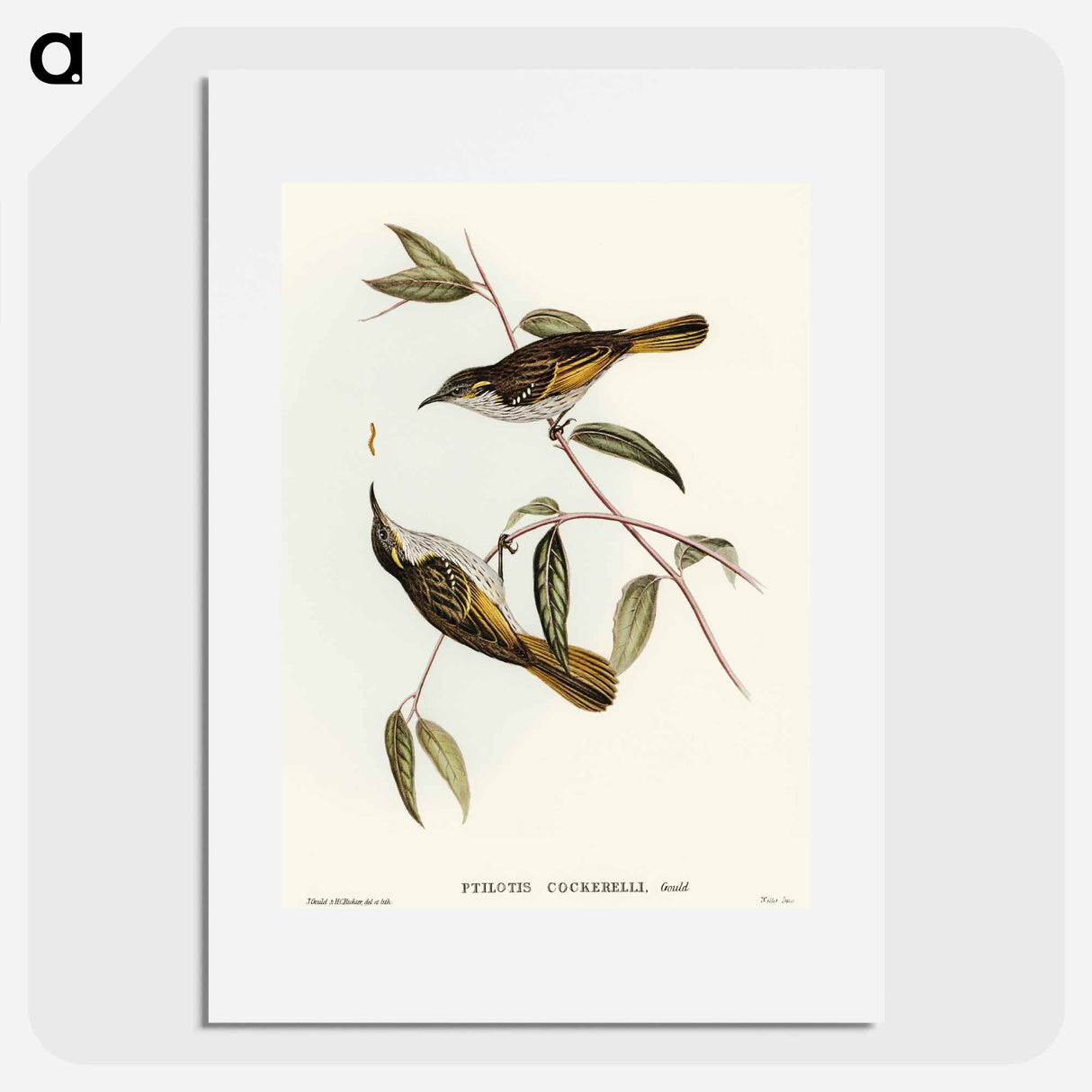 Cockerell's Honey-eater
- オーストラリアの鳥 Poster.