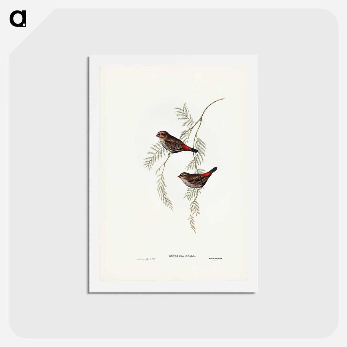 アートポストカード-Fire-tailed Finch
- ジョン グールド Postcard.