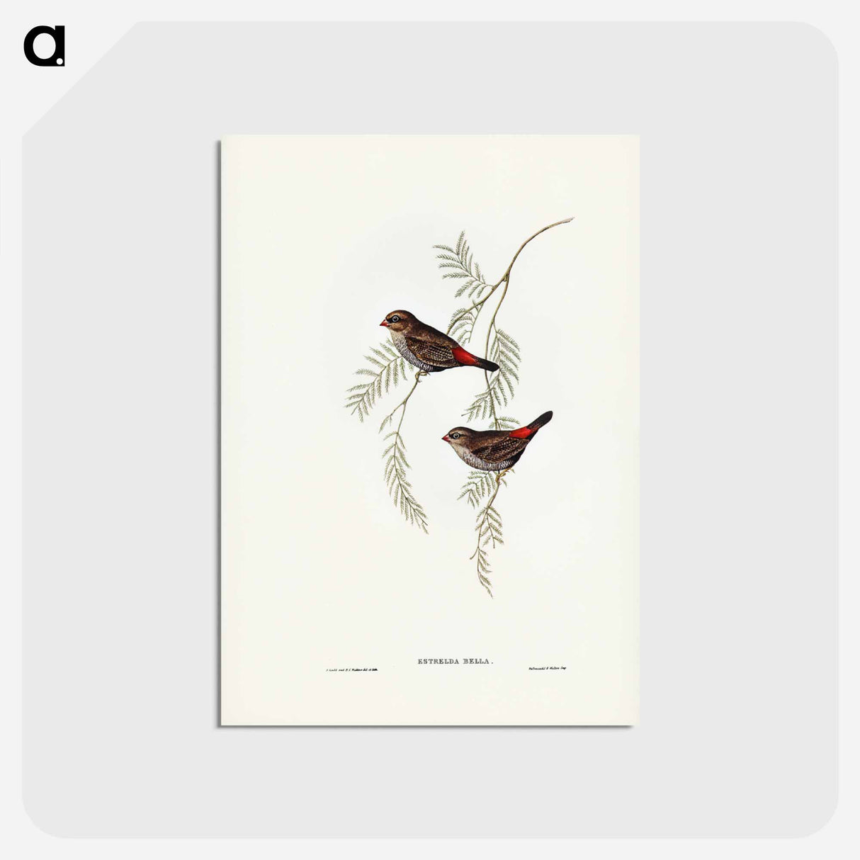 アートポストカード-Fire-tailed Finch
- ジョン グールド Postcard.