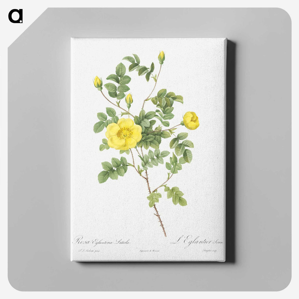 5-44_Pierre-Joseph-Redoute_canvas