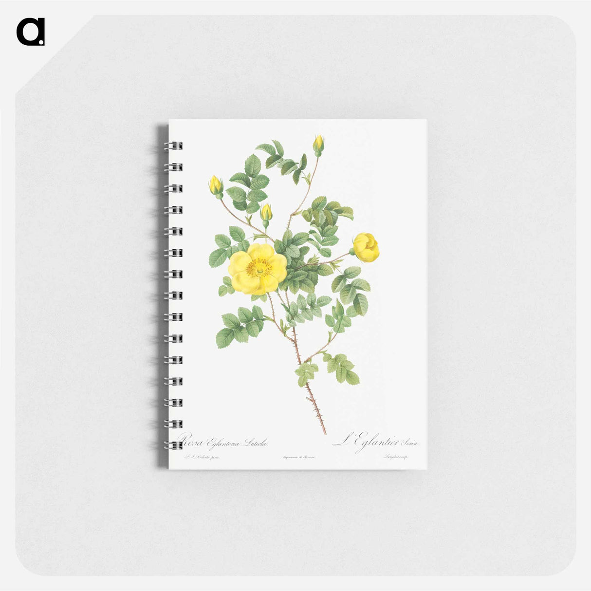 Sweetbriar Rose - ピエール ジョゼフ ルドゥーテ Memo.