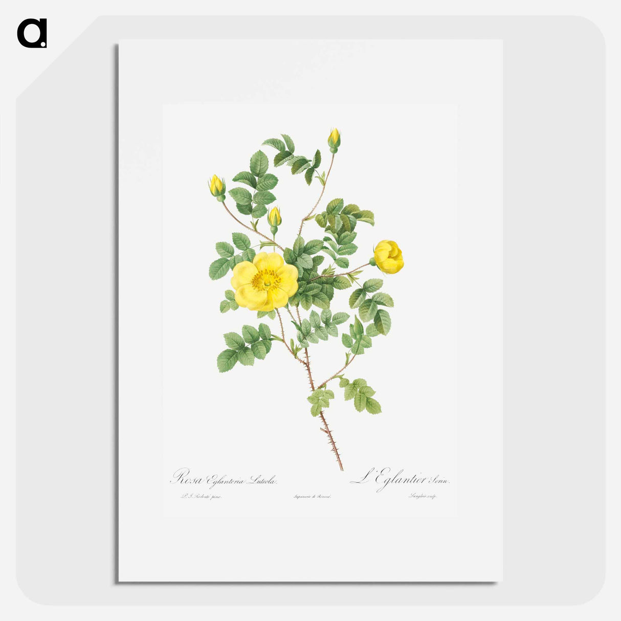 Sweetbriar Rose - ピエール ジョゼフ ルドゥーテ Poster.