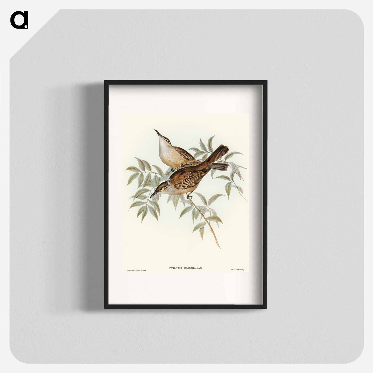 アートポスター-Streaked Honey-eater
- オーストラリアの鳥 Poster.
