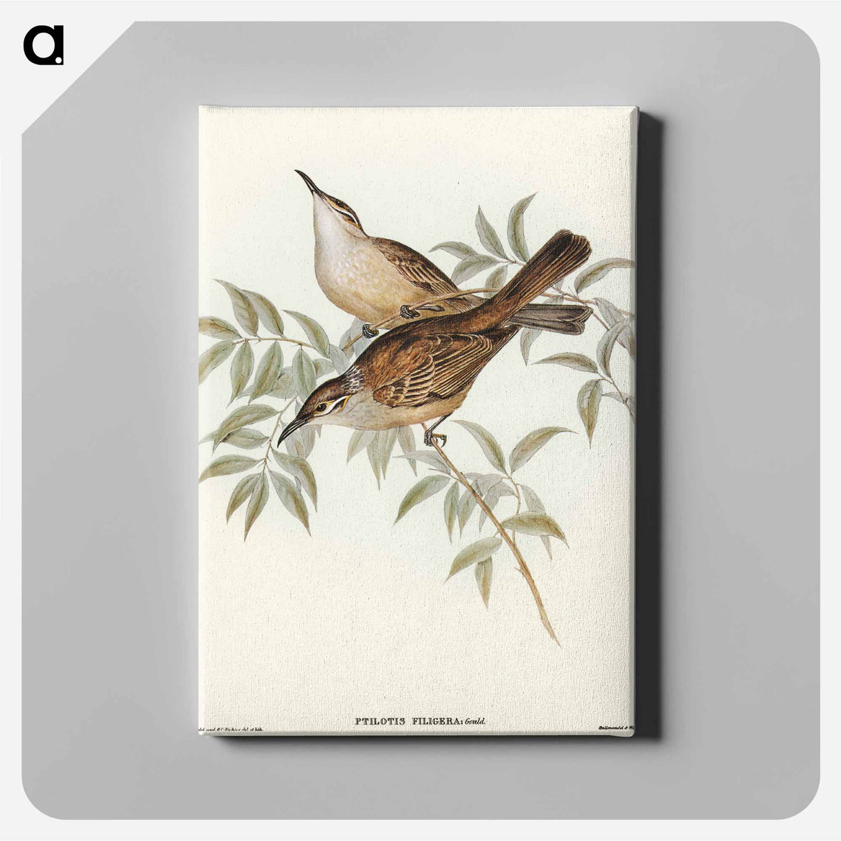 Streaked Honey-eater
- オーストラリアの鳥 Canvas.