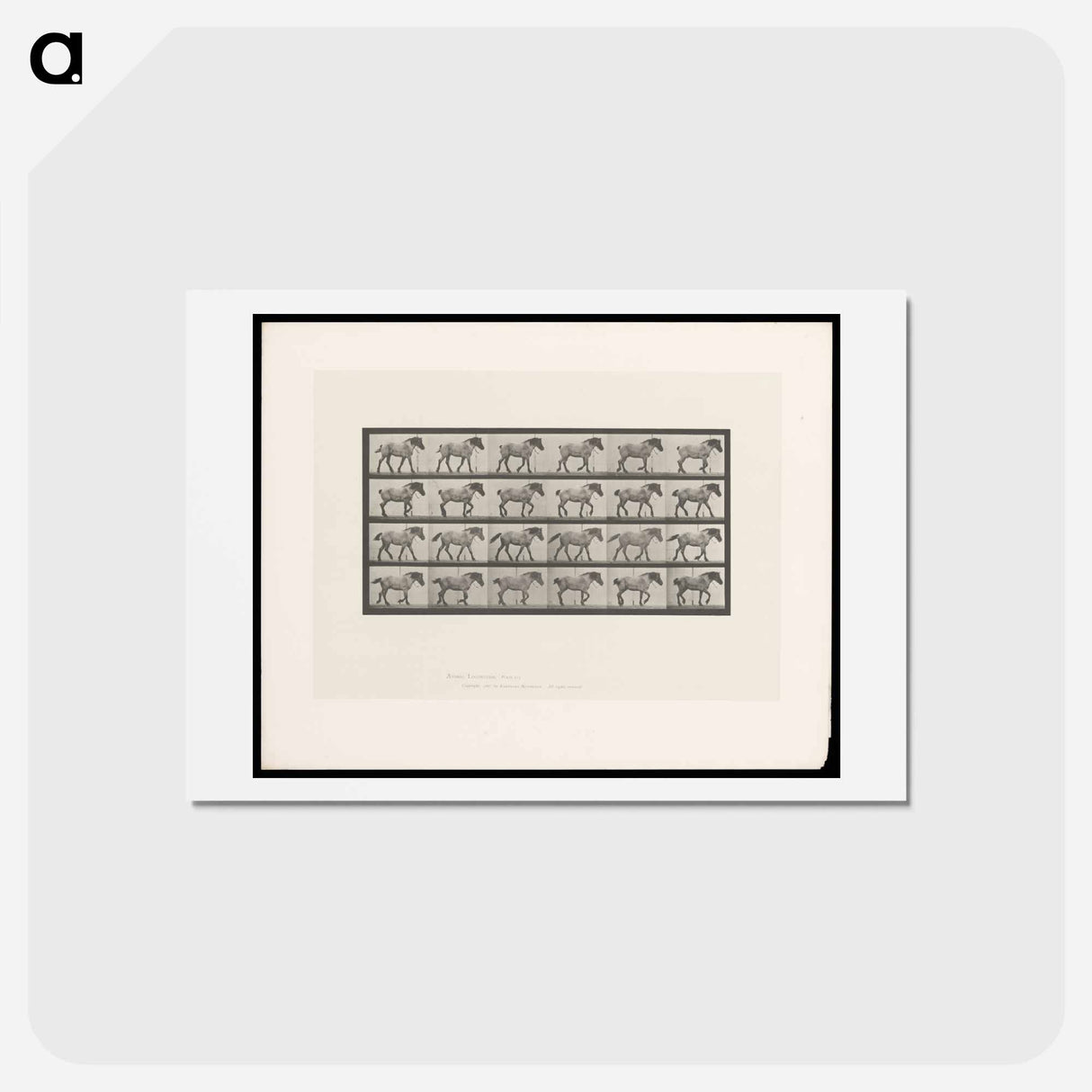 アートポストカード-Walking Horse
- エドワード マイブリッジ Postcard.