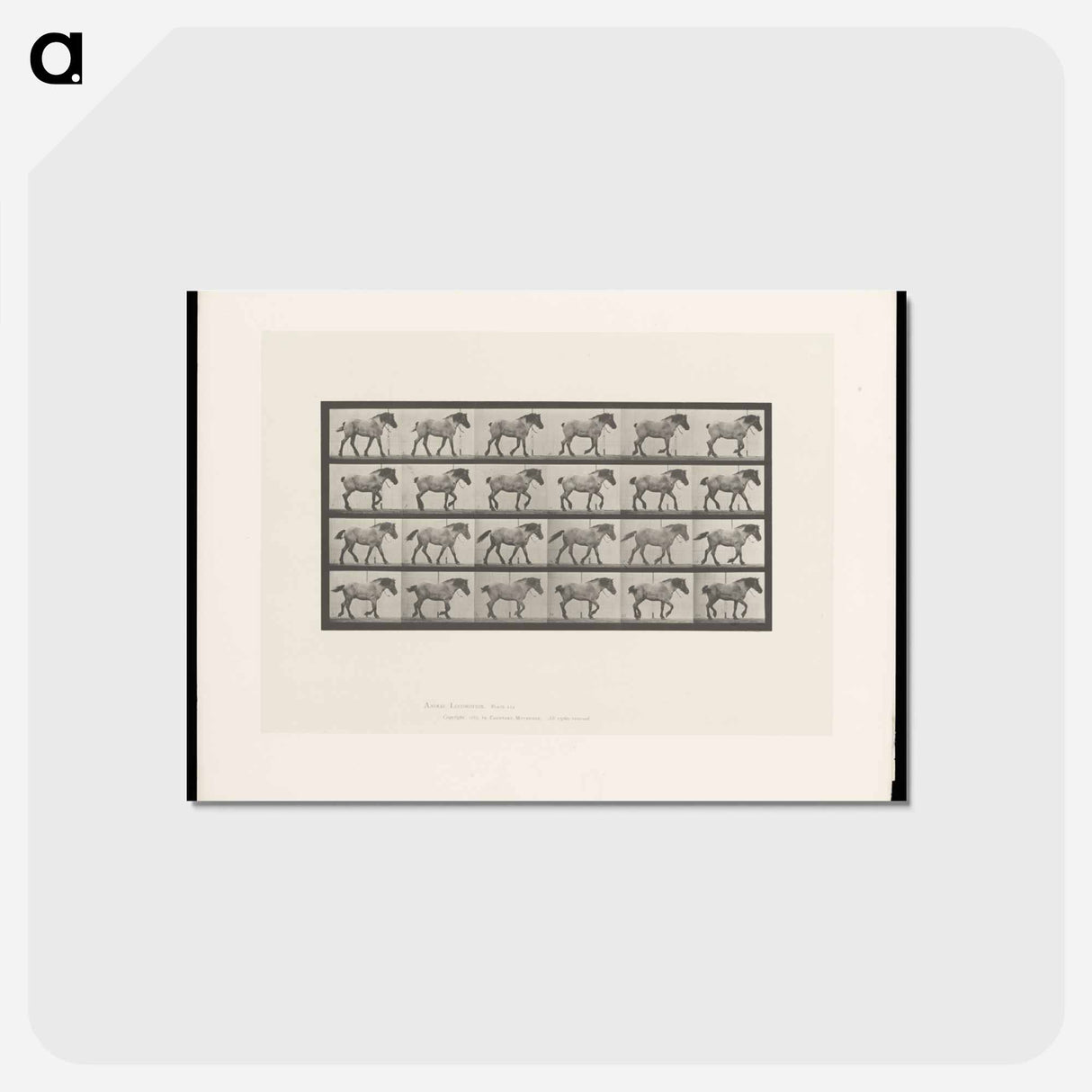 アートポストカード-Walking Horse
- エドワード マイブリッジ Postcard.