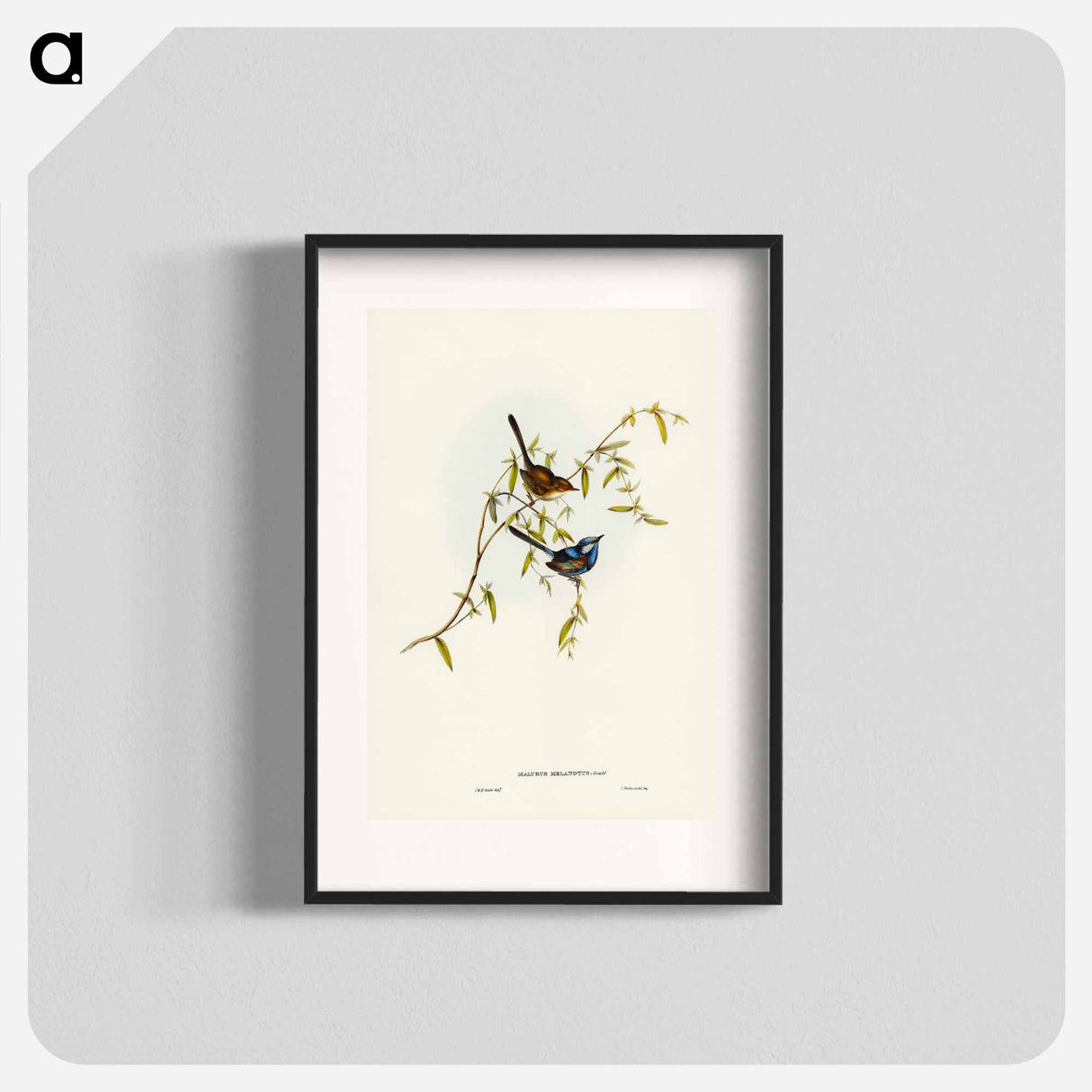 アートポスター-Black-backed Wren
- ジョン グールド Poster.