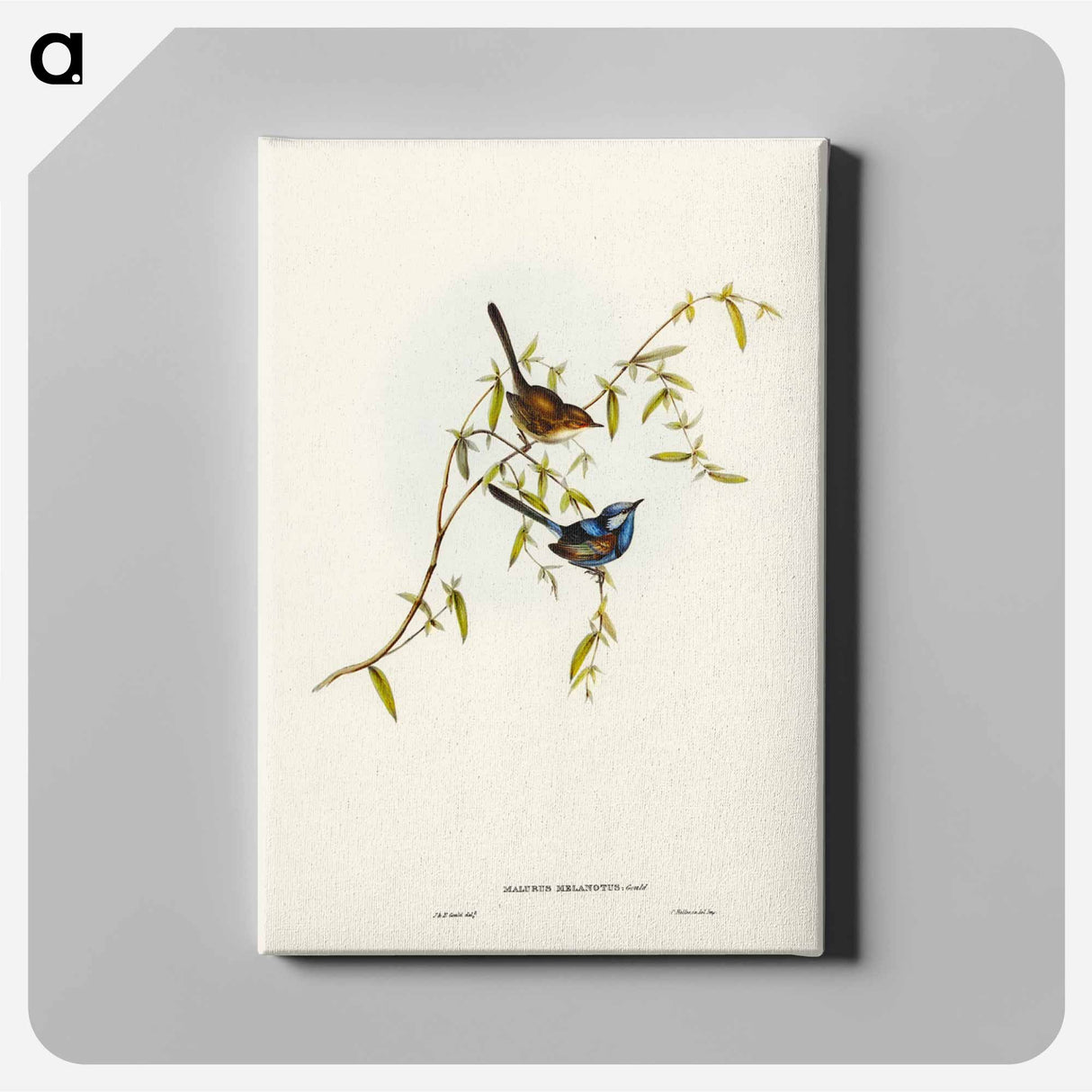 アートパネル-Black-backed Wren
- ジョン グールド Canvas.