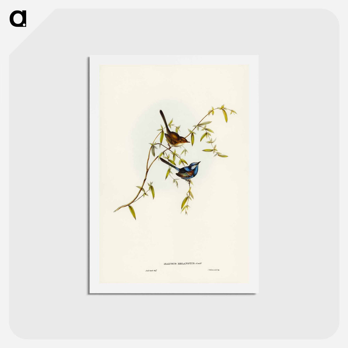 アートポストカード-Black-backed Wren
- ジョン グールド Postcard.