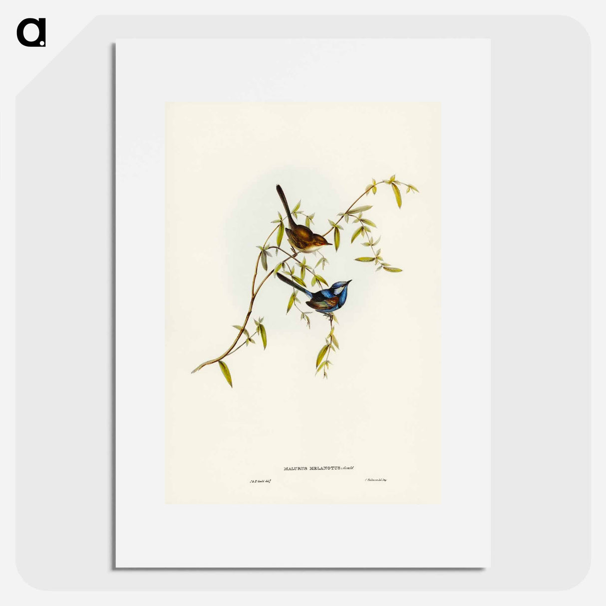 アートポスター-Black-backed Wren
- ジョン グールド Poster.