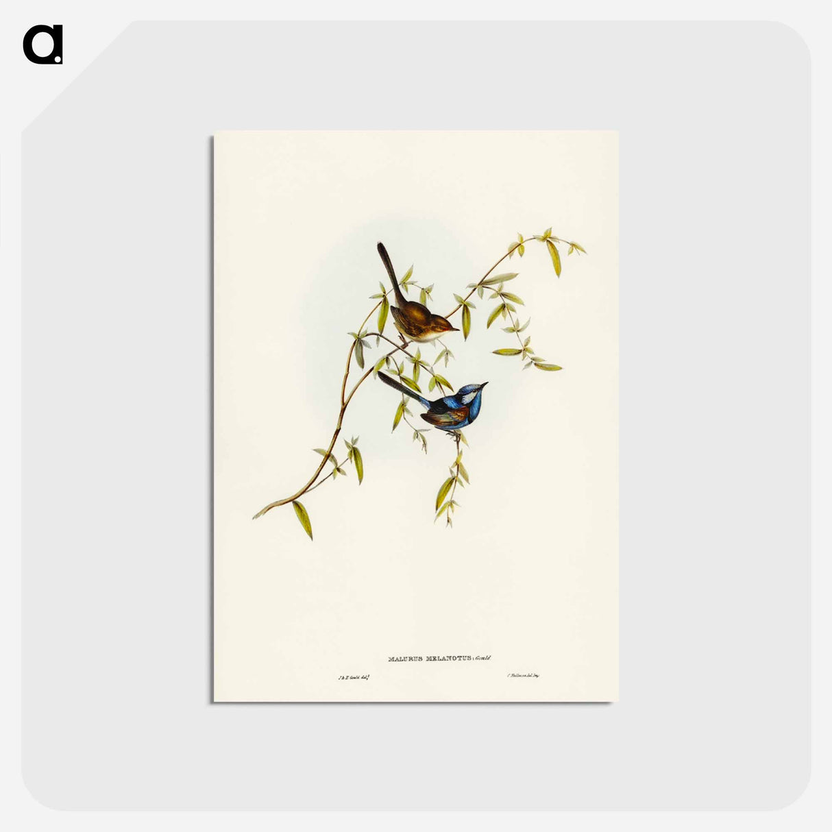 アートポストカード-Black-backed Wren
- ジョン グールド Postcard.