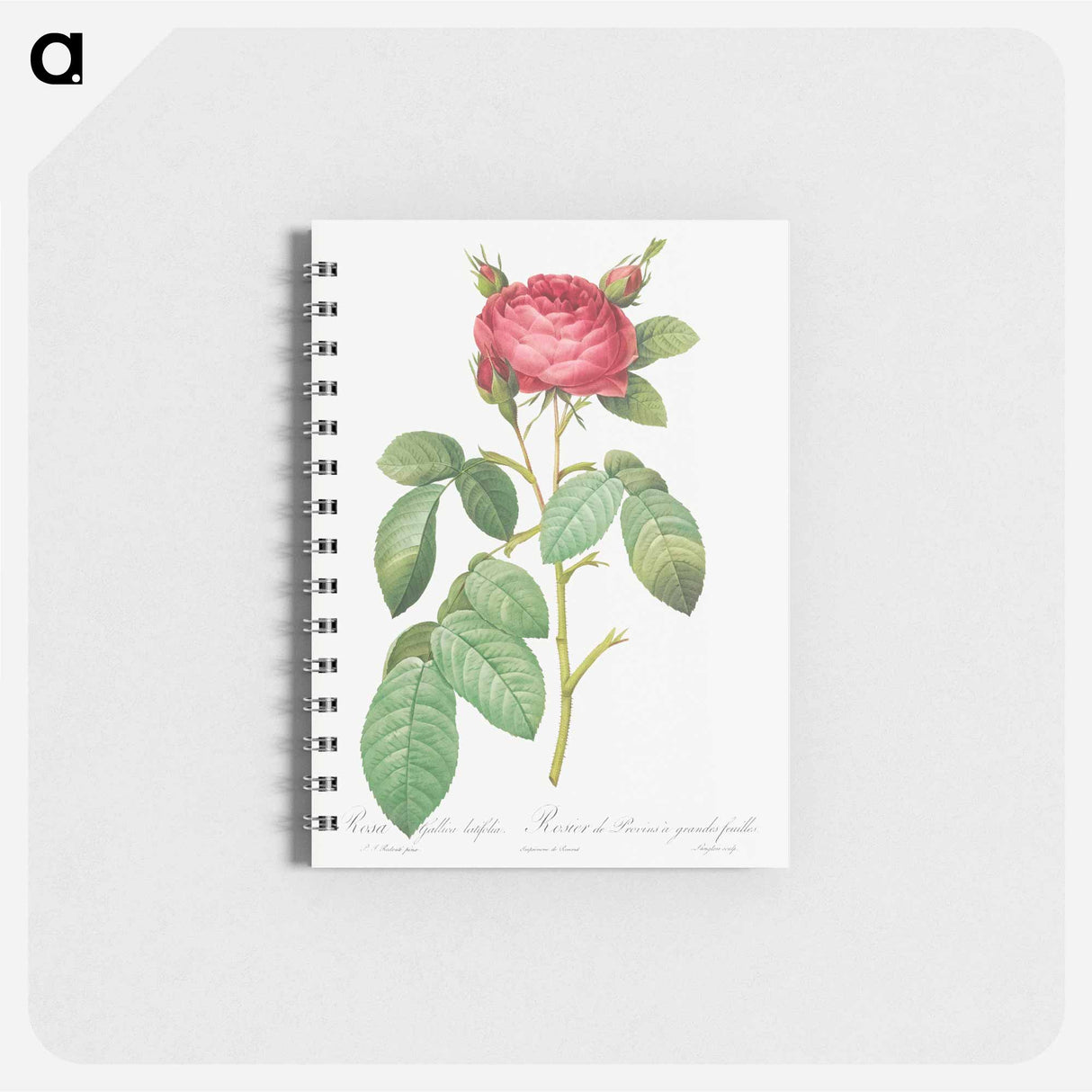 Gallic Rose - ピエール ジョゼフ ルドゥーテ Memo.