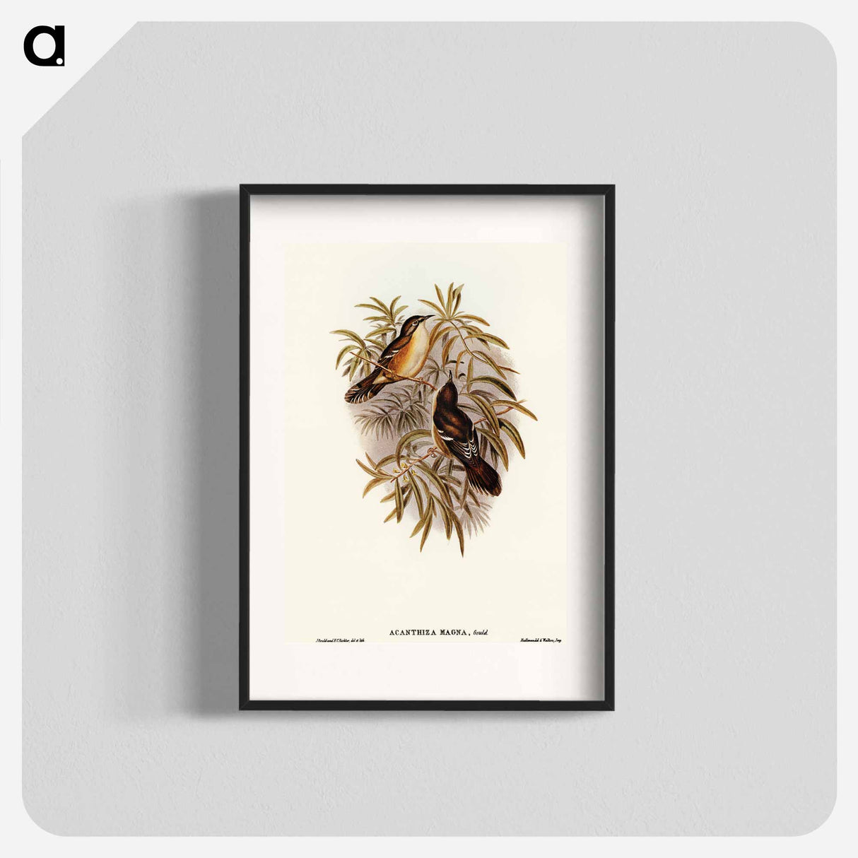 Great Acanthiza
- オーストラリアの鳥 Poster.