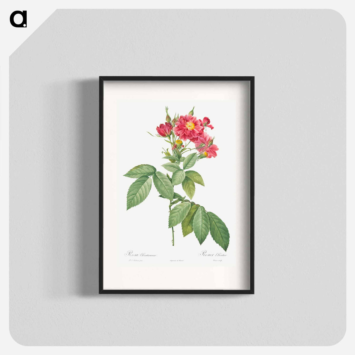 Boursault Rose - Pierre Joseph Redouté Poster.