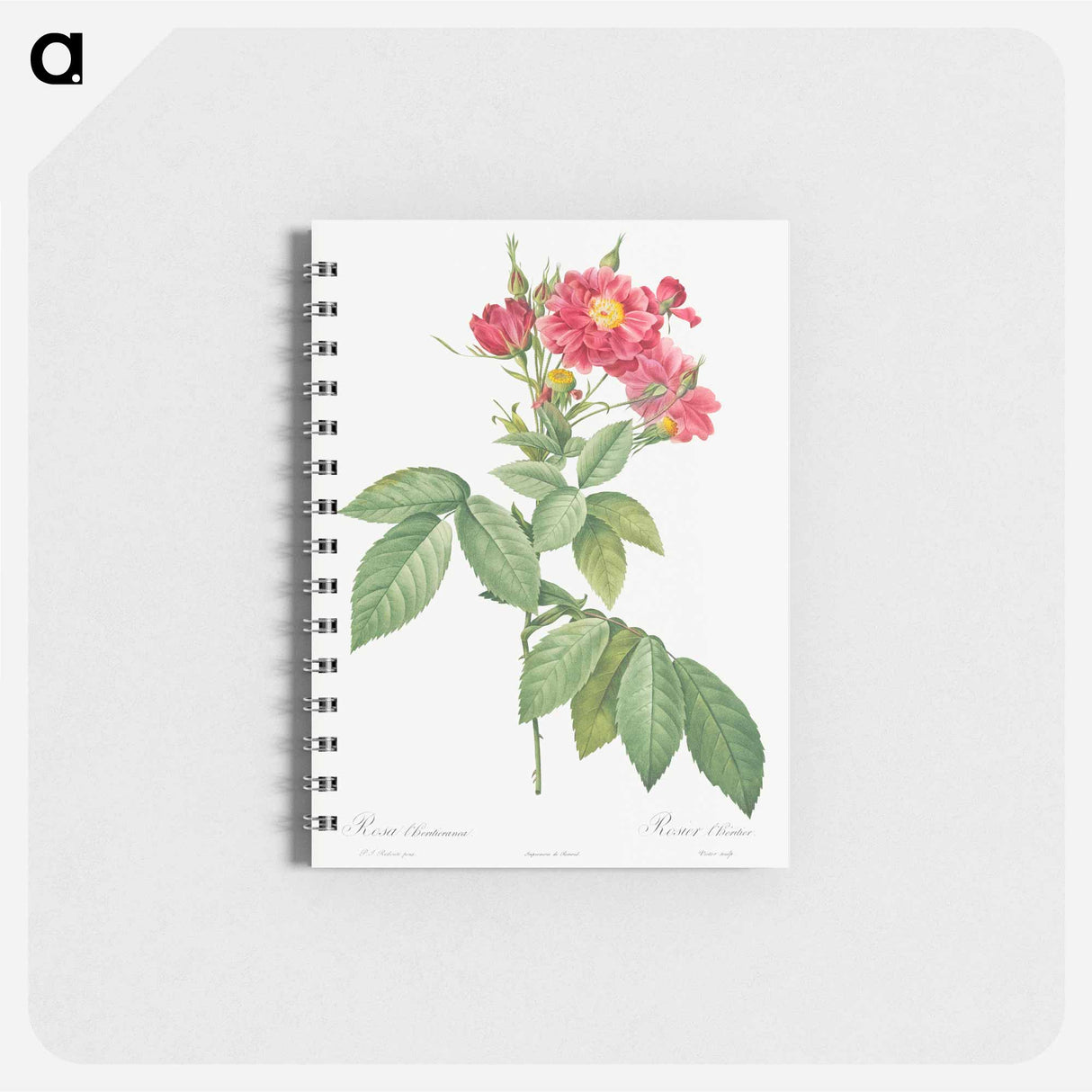 Boursault Rose - ピエール ジョゼフ ルドゥーテ Memo.