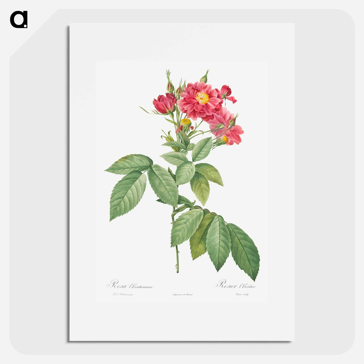 Boursault Rose - Pierre Joseph Redouté Poster.