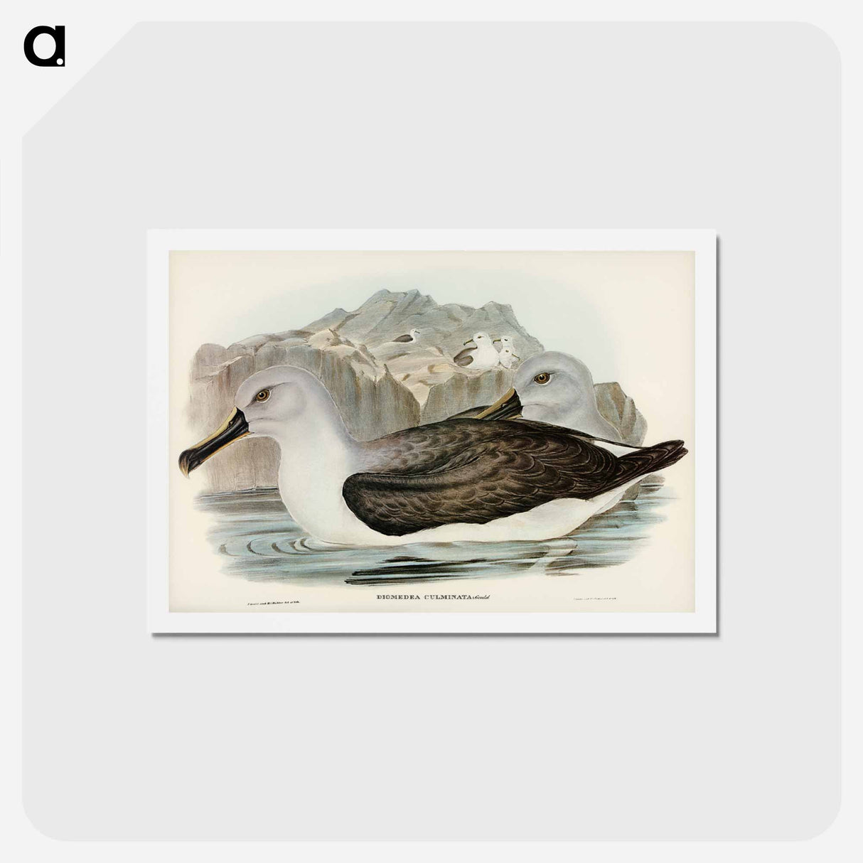 アートポストカード-Culminated Albatros
- ジョン グールド Postcard.
