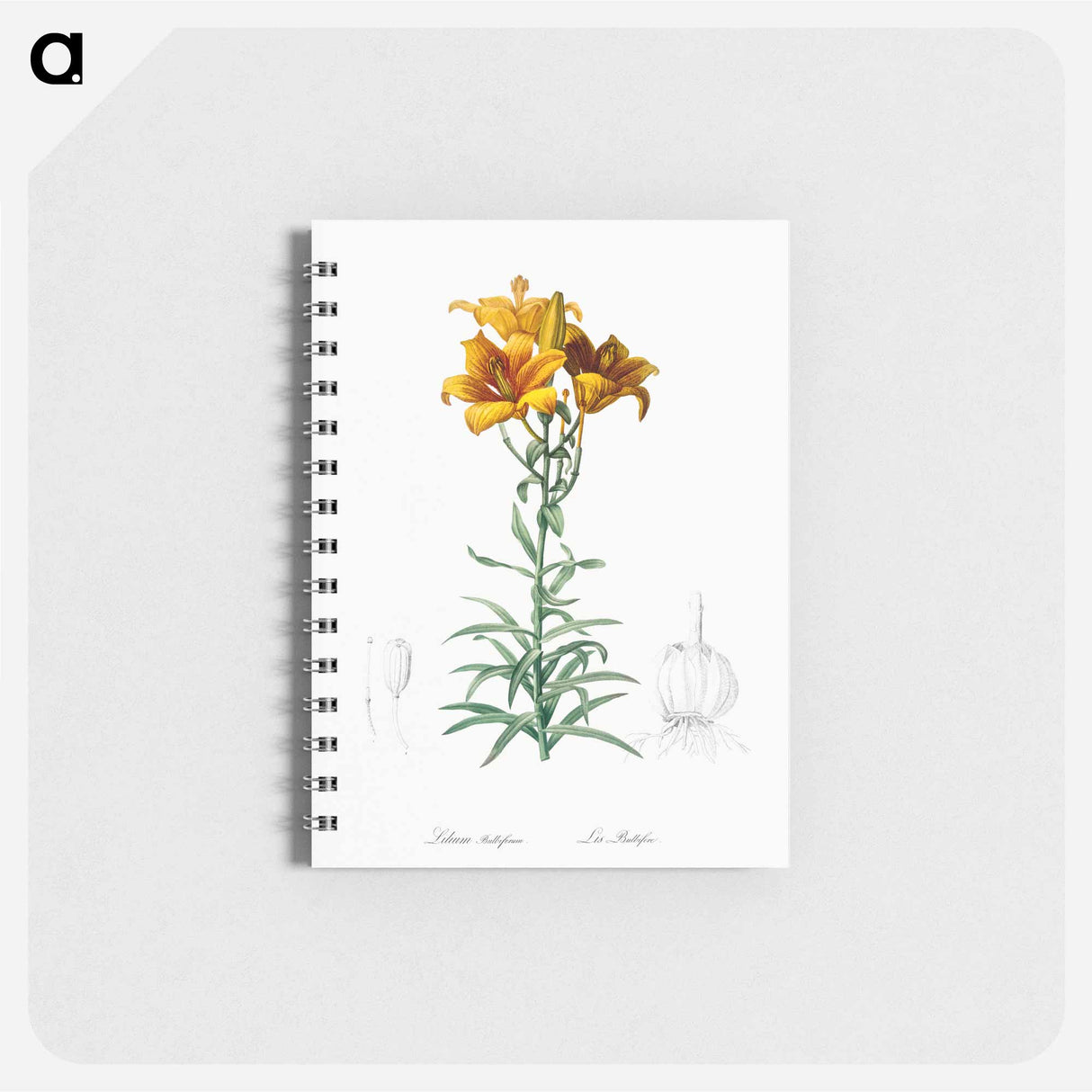 Fire lily illustration - ピエール ジョゼフ ルドゥーテ Memo.
