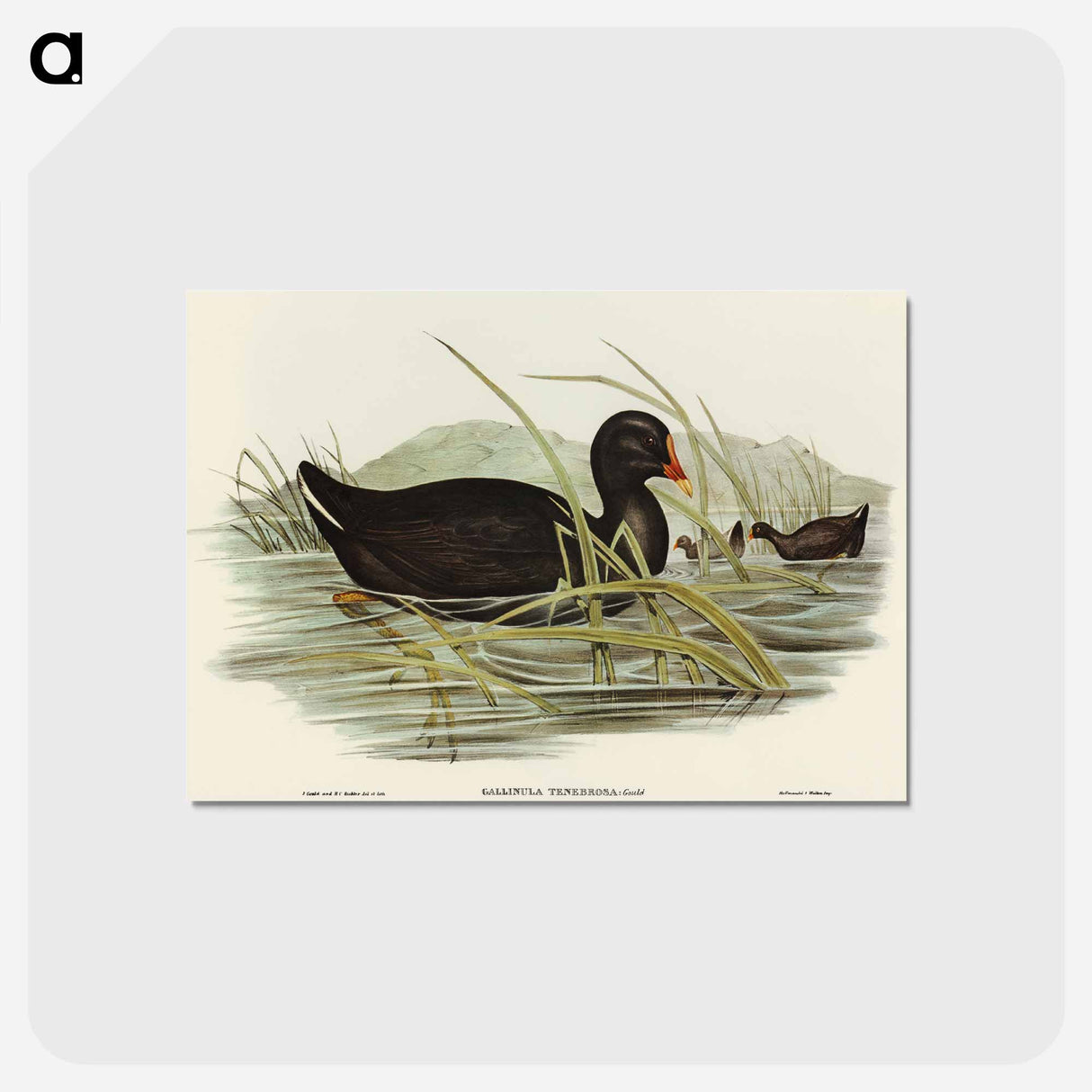 アートポストカード-Dusky Moorhen
- オーストラリアの鳥 Postcard.