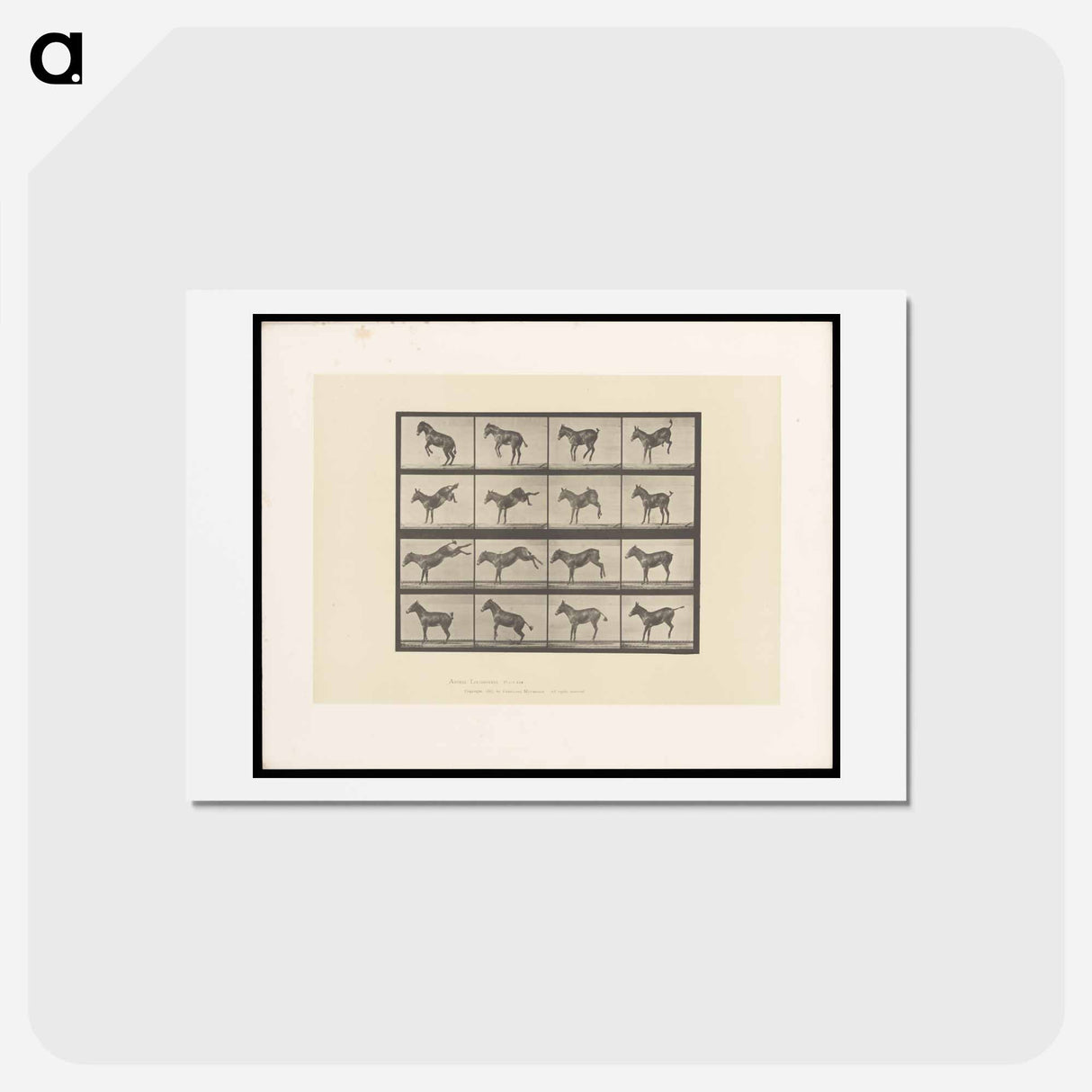 アートポストカード-Bucking Horse
- エドワード マイブリッジ Postcard.