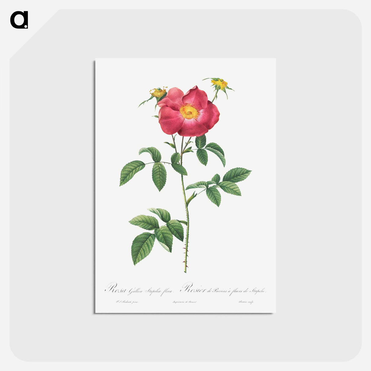 アートポストカード-Stapelia French rose variety - ピエール ジョゼフ ルドゥーテ Postcard.