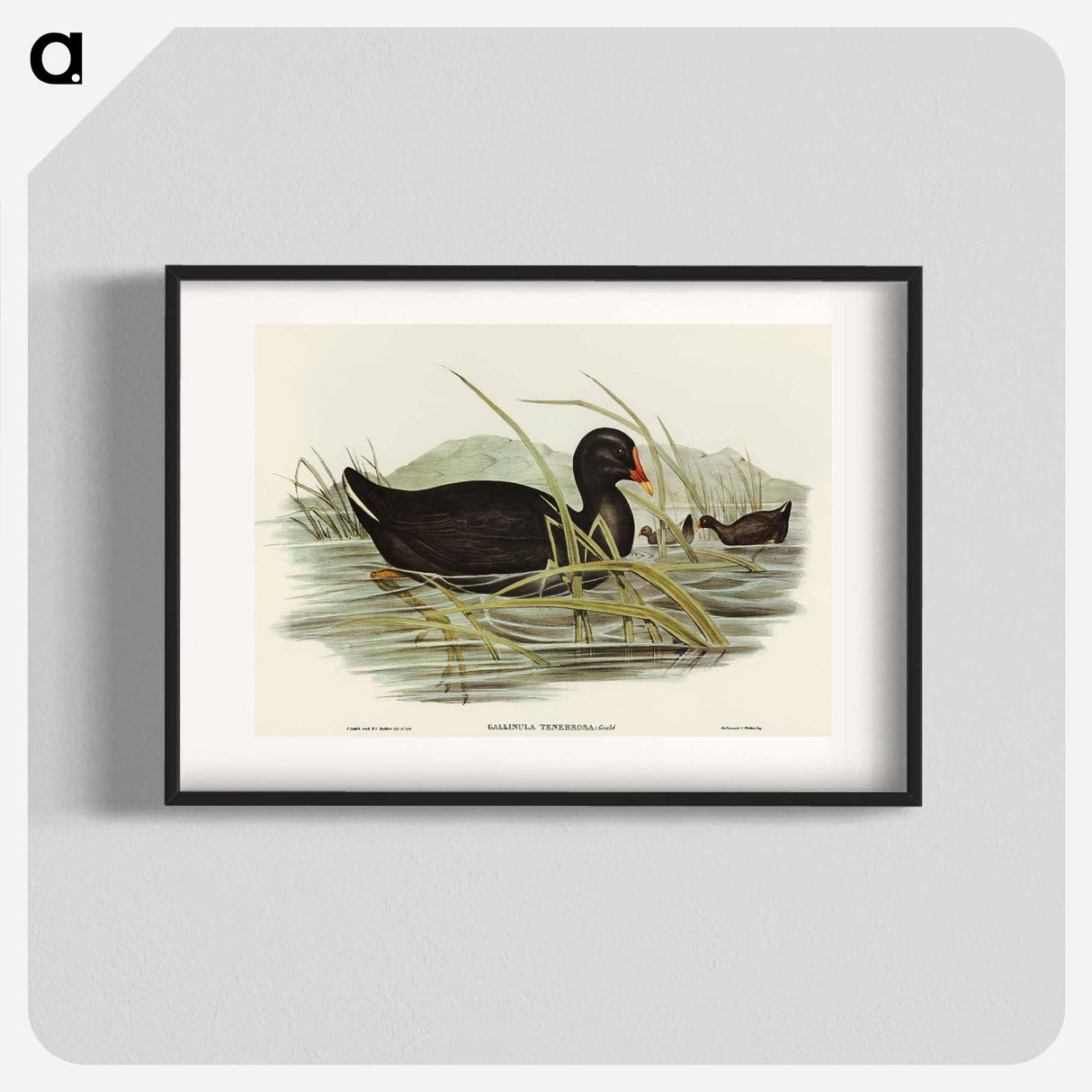 Dusky Moorhen
- オーストラリアの鳥 Poster.