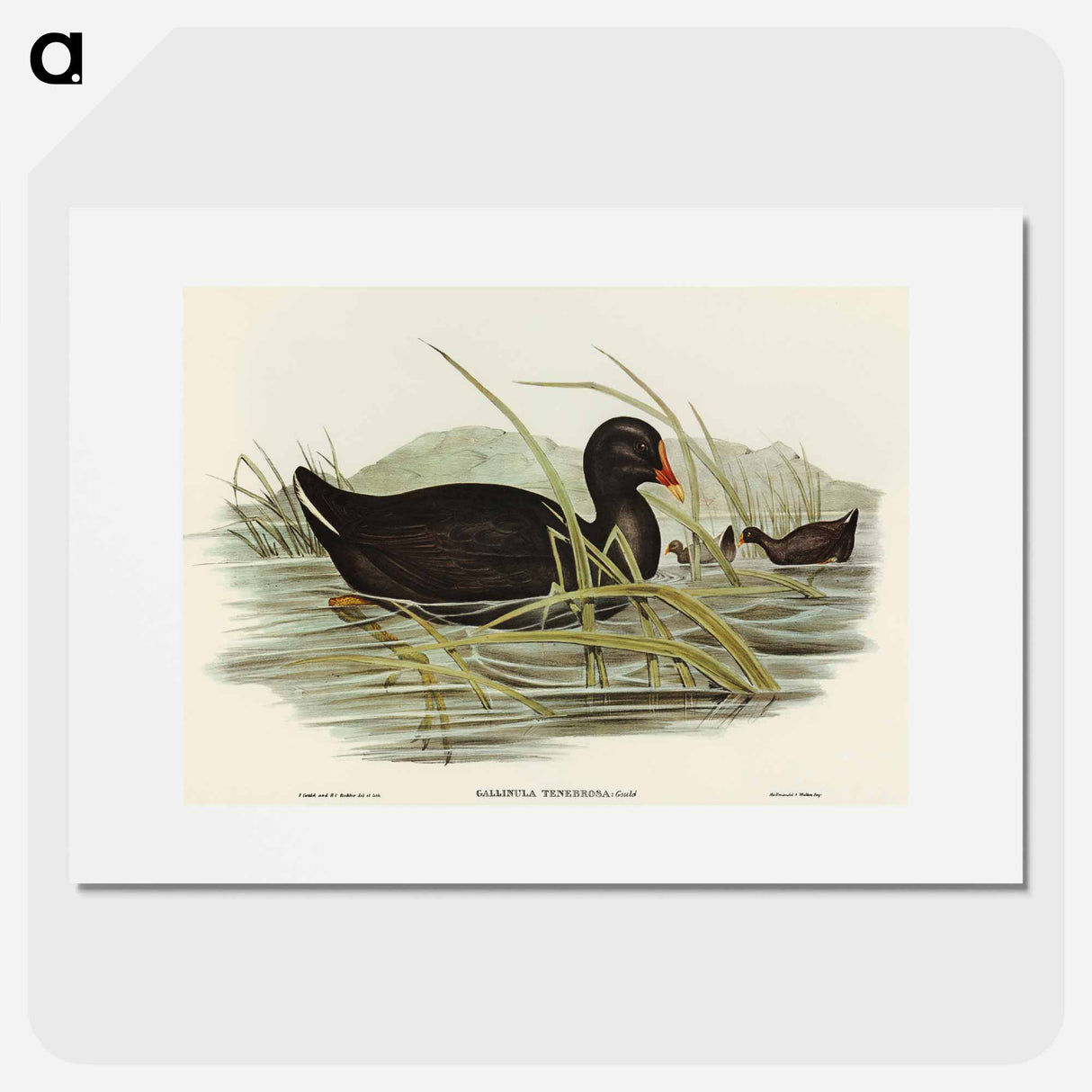 Dusky Moorhen
- オーストラリアの鳥 Poster.