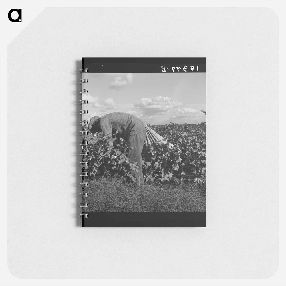 Untitled photo - ドロテア ラング Memo.