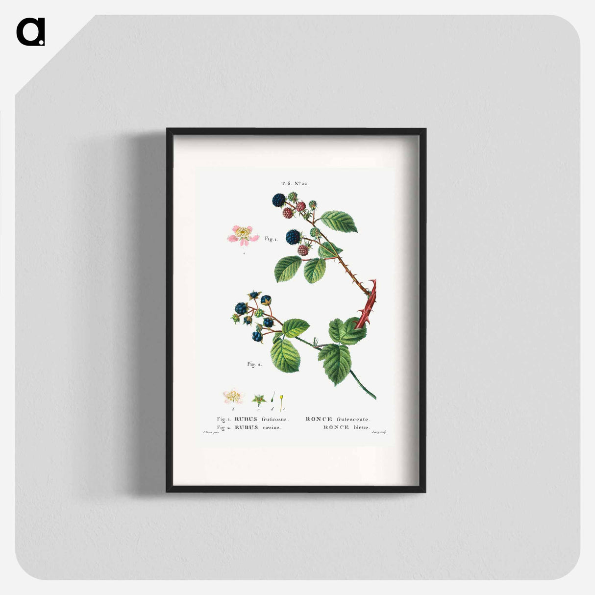 アートポスター-Blackberry (Rubus fruticosus) 2. Dewberry (Rubus caesius) - ピエール ジョゼフ ルドゥーテ Poster.